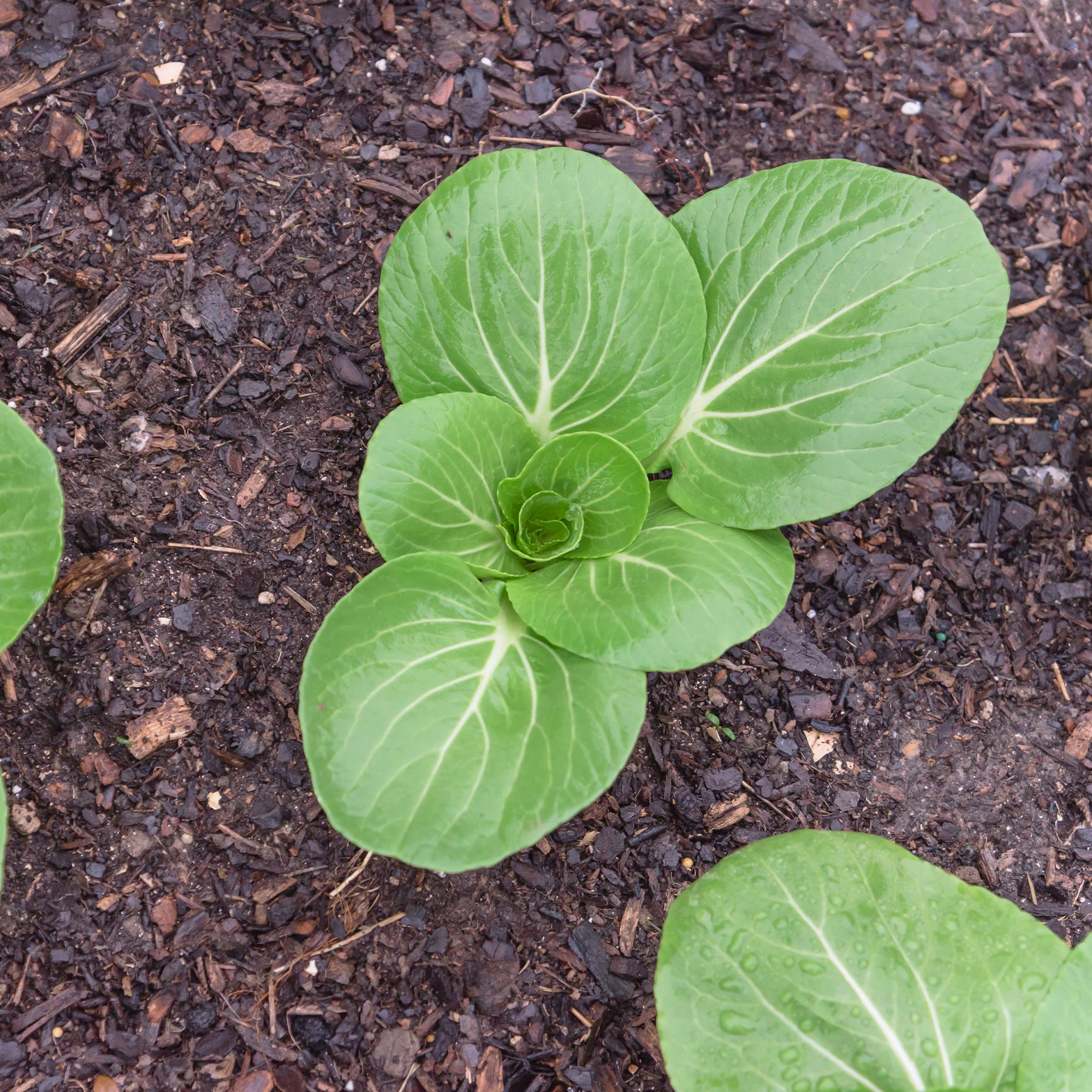 Pak Choi ‘Green Fortune’ F1 - Image 5