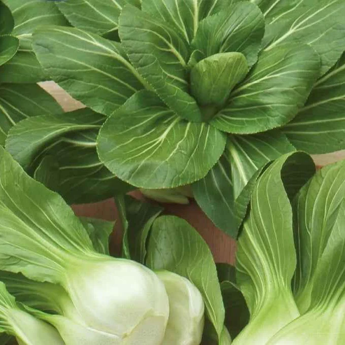Pak Choi ‘Green Fortune’ F1 - Image 6