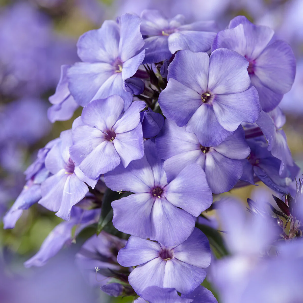 Paniculierter Phlox Blue Paradise