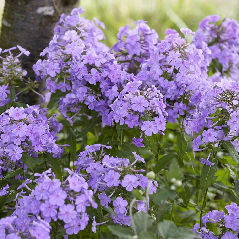 Paniculierter Phlox Blue Paradise - Image 2