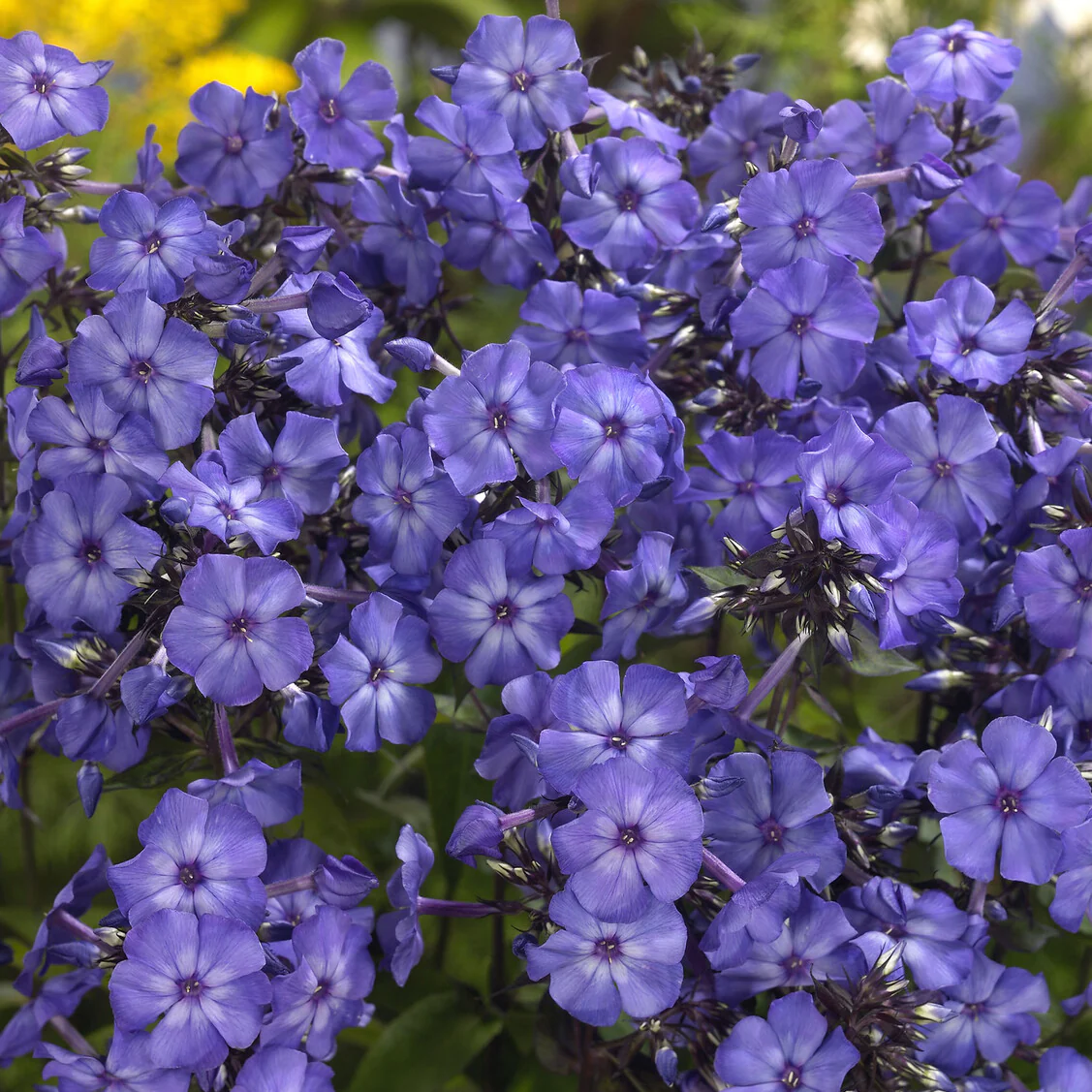 Paniculierter Phlox Blue Paradise - Image 3