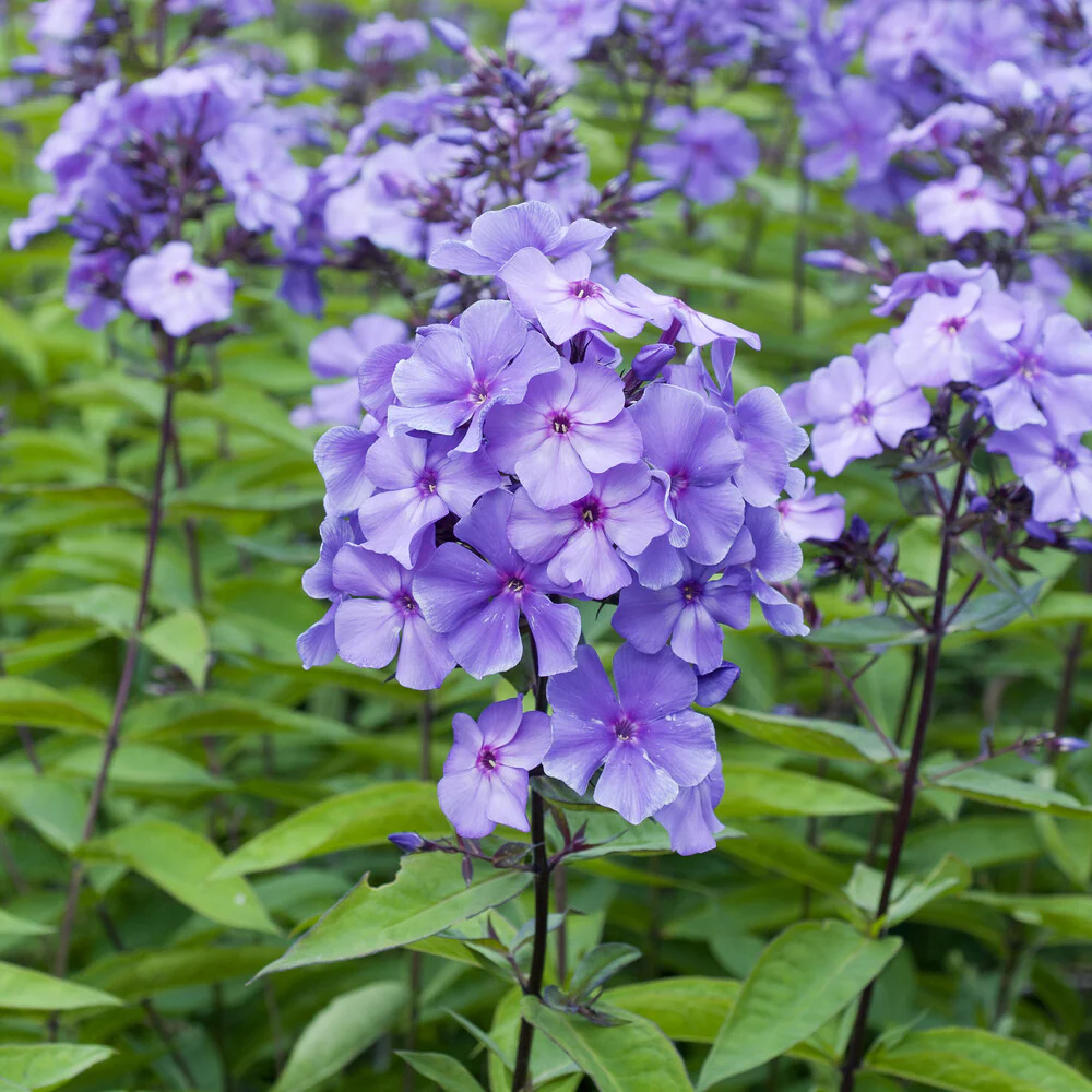 Paniculierter Phlox Blue Paradise - Image 4