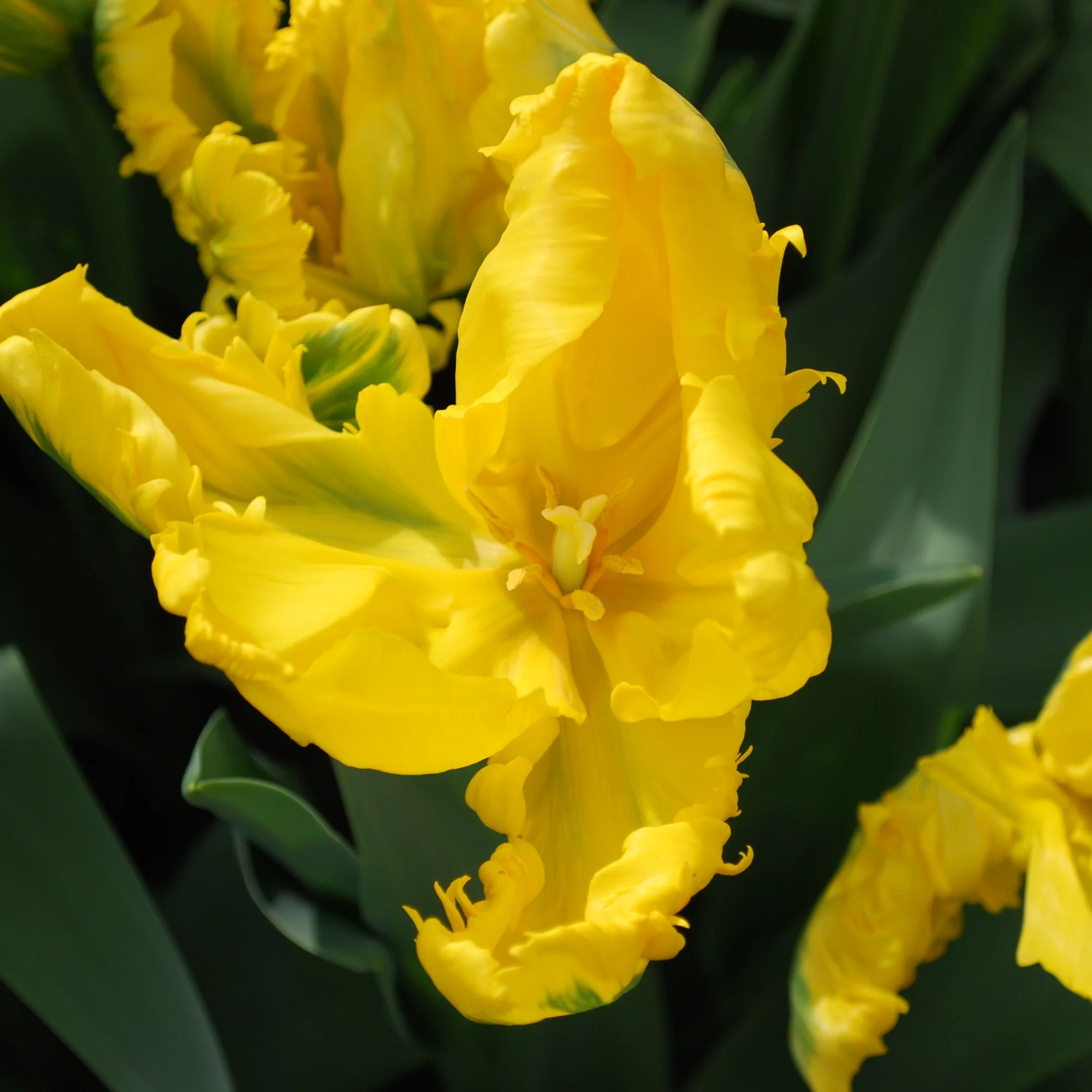 Papagei-Tulpe 'Jan van Nes' (x5) - Image 2