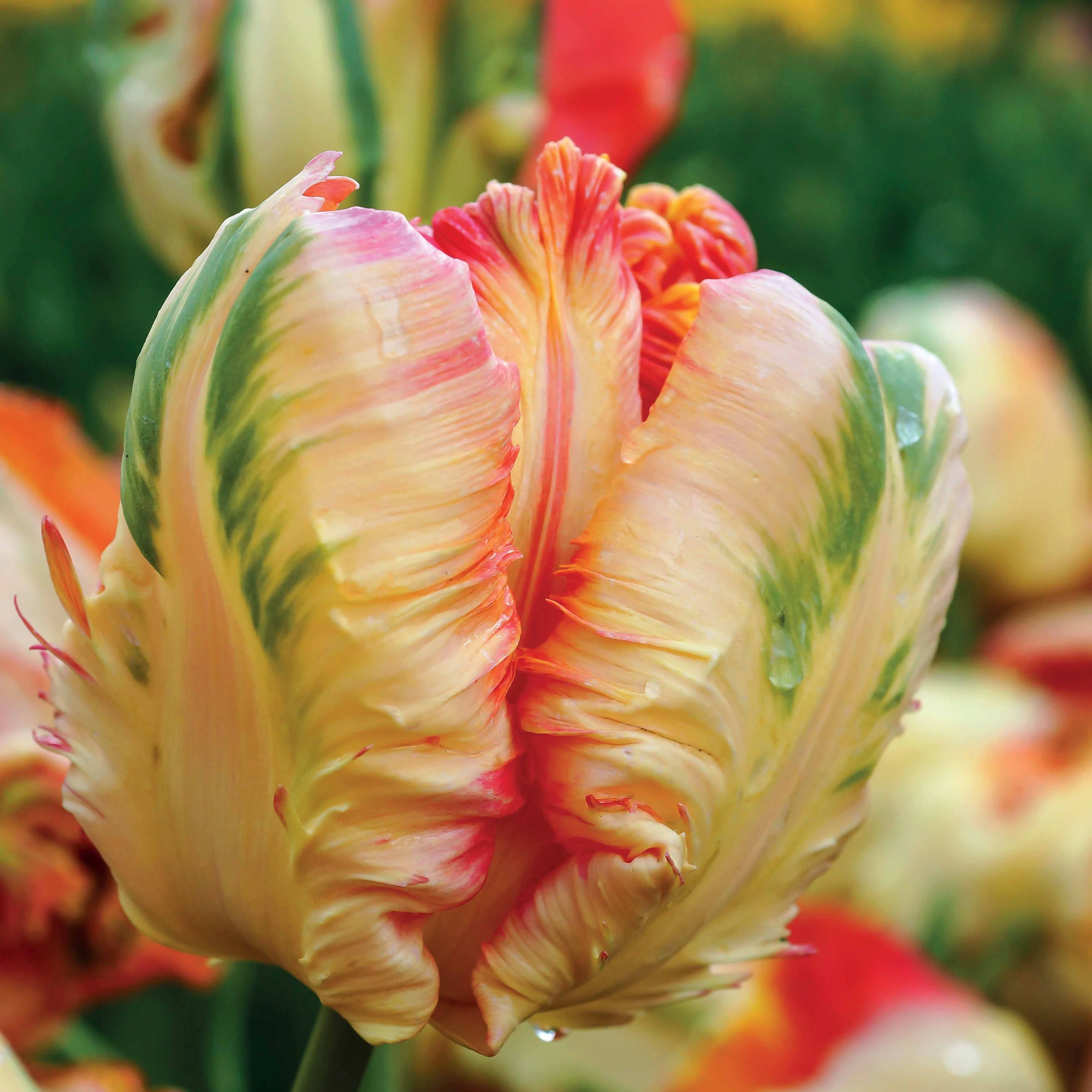 Papagei-Tulpen Kollektion (x24) - Image 2