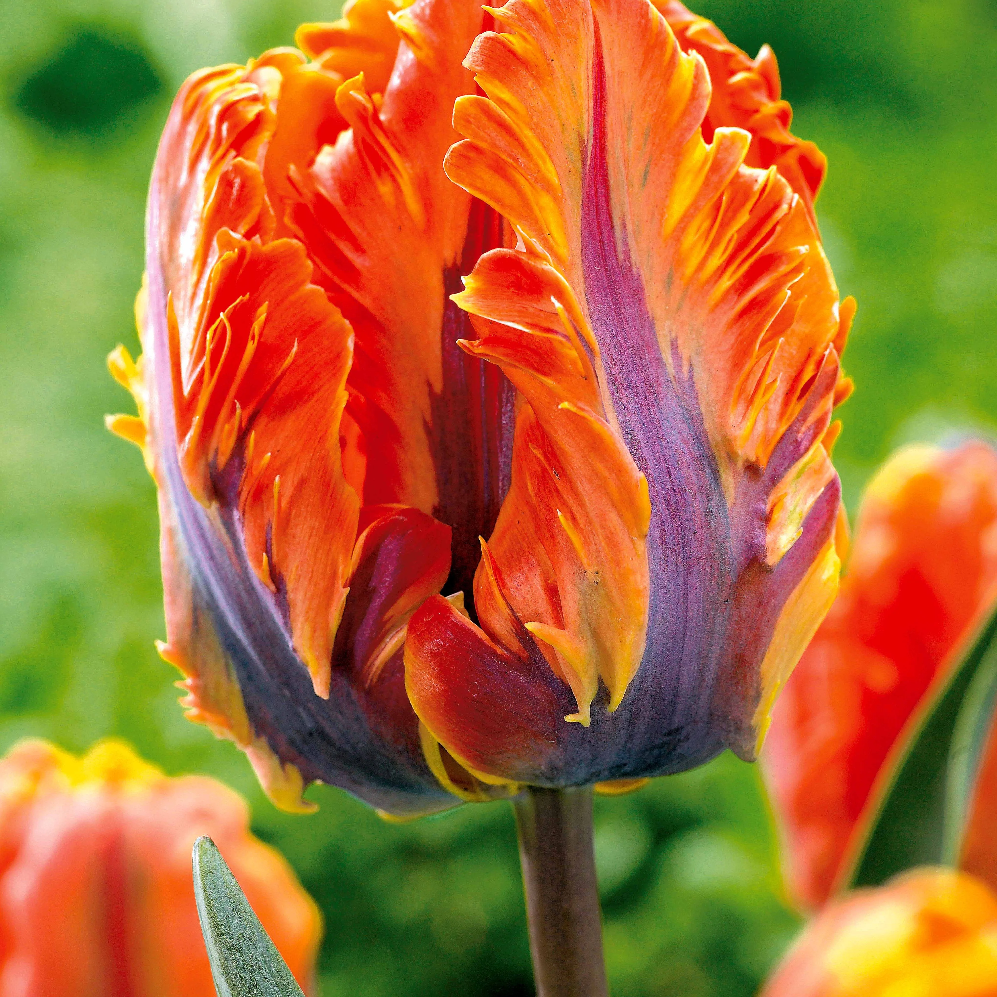 Papagei-Tulpen Kollektion (x24) - Image 3