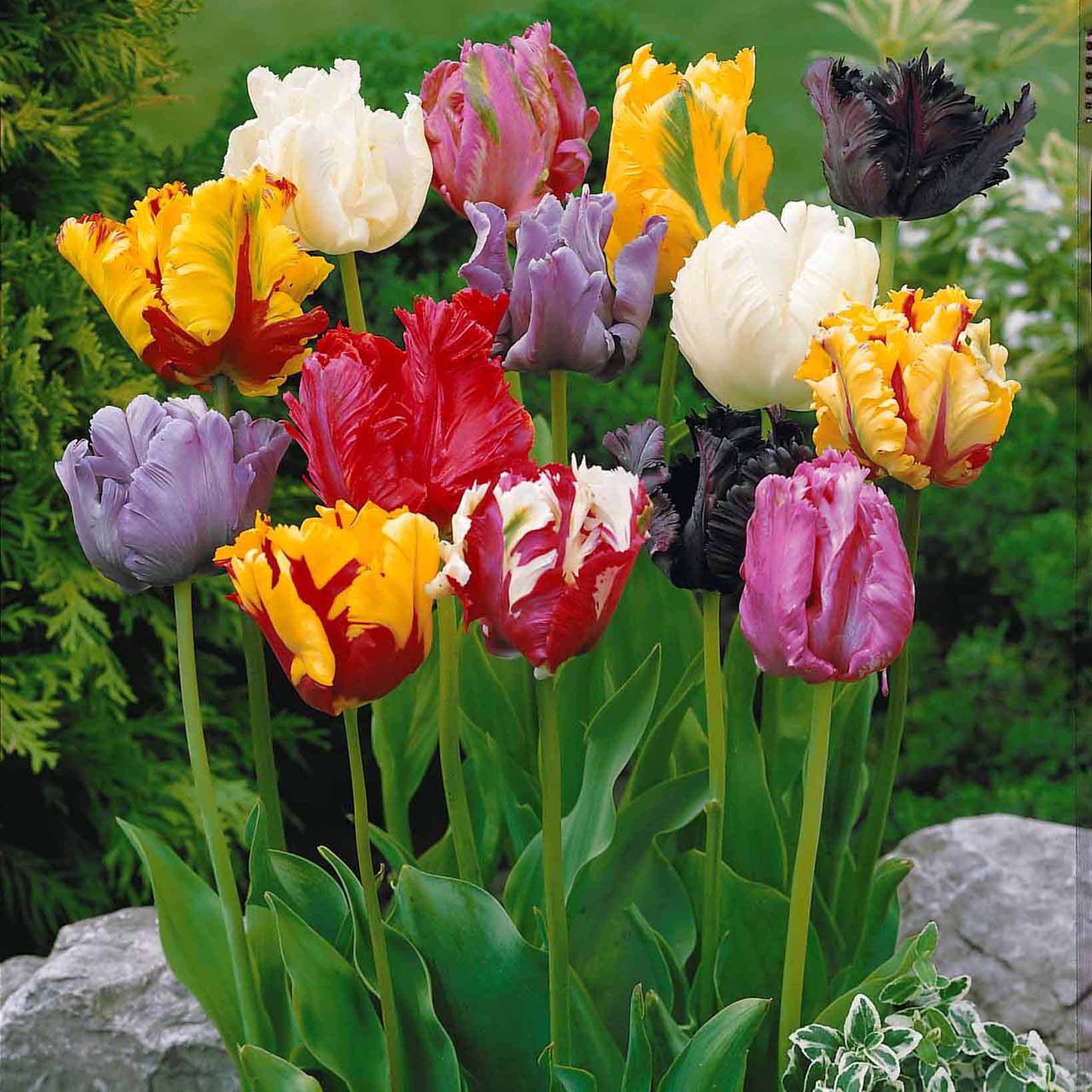 Papagei-Tulpen Mischung (x15)