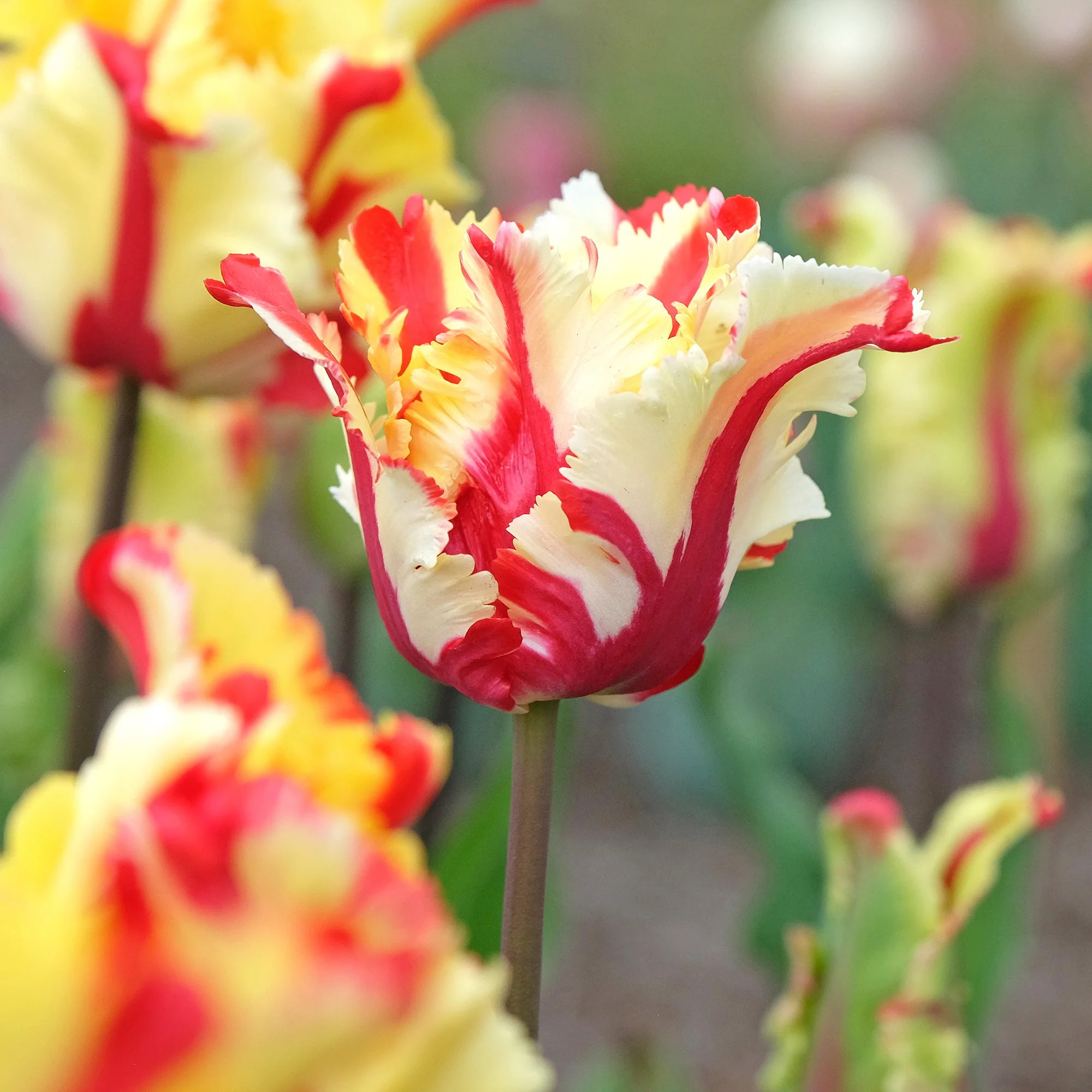 Papageien-Tulpe Flaming Parrot - Image 2