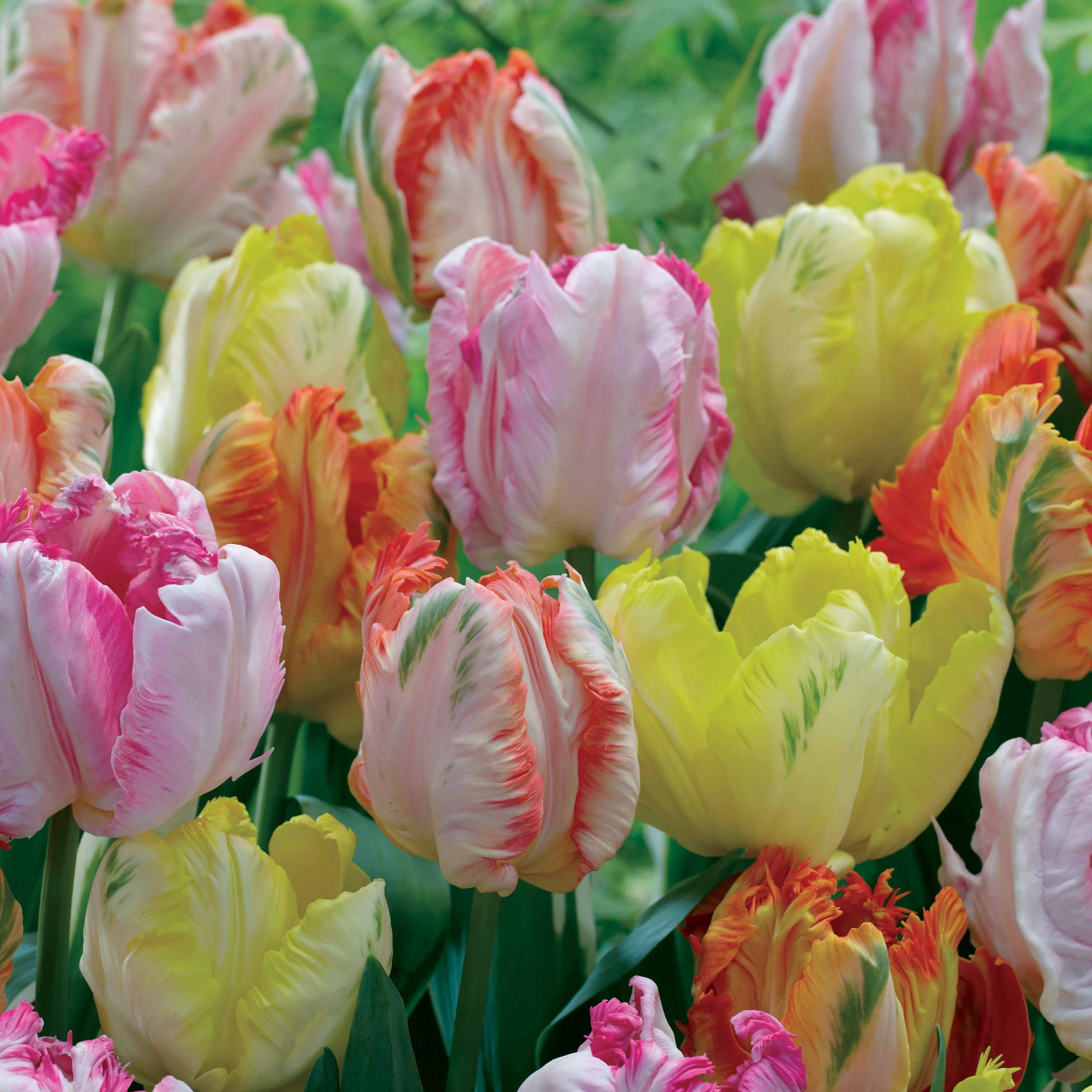 Papageien-Tulpen Pastellmix (x18)