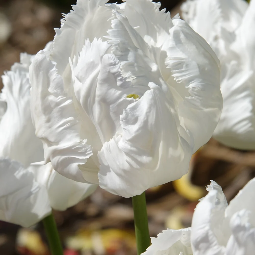 Papageien-Tulpen White Parrot (x7) - Image 2