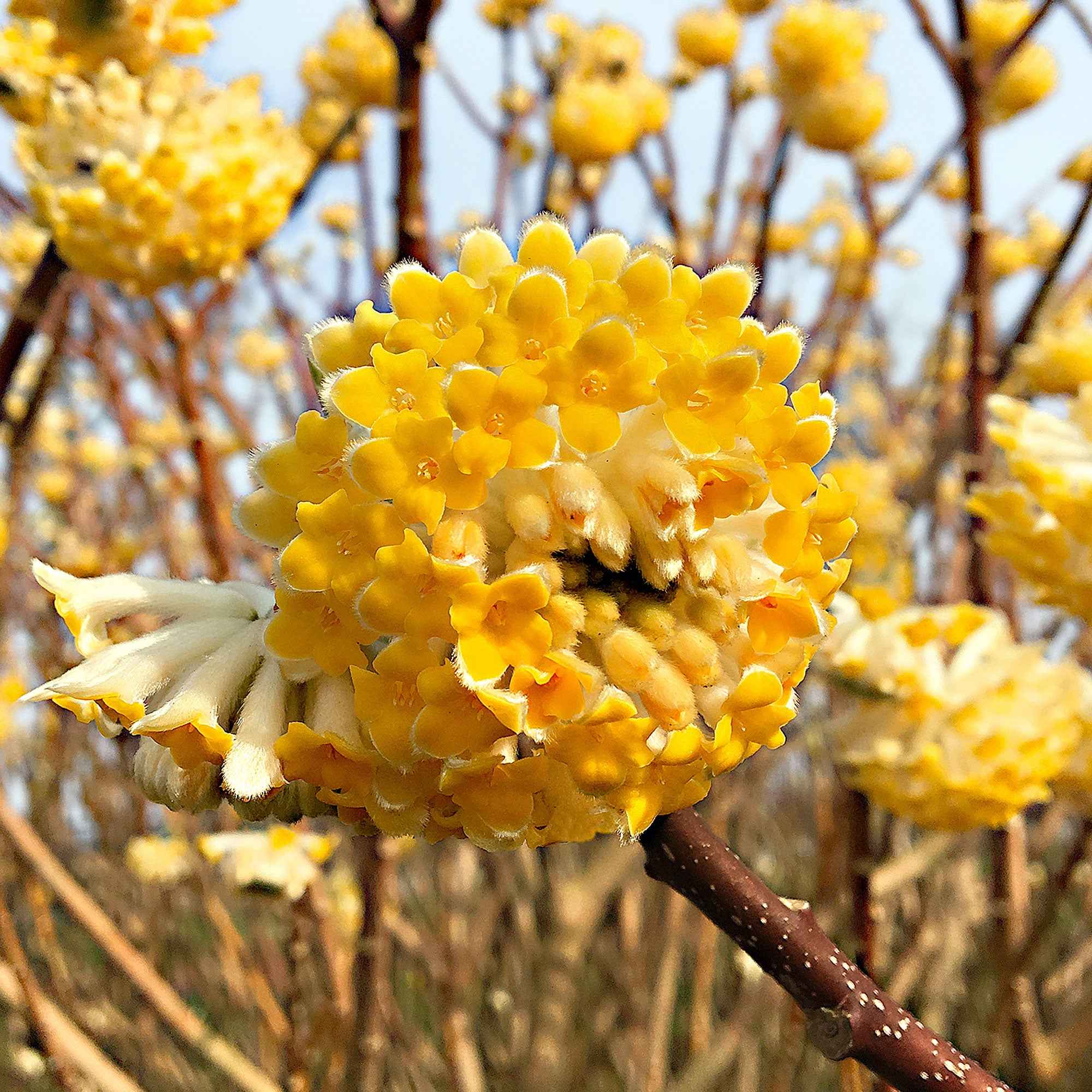 Papierbusch ‘Grandiflora’ - Image 2