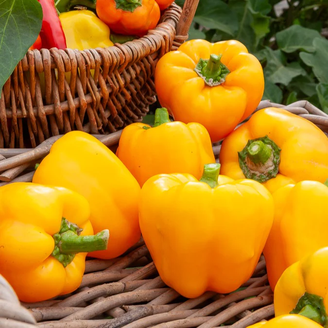 Paprika ‘California Wonder Yellow’ - Image 3
