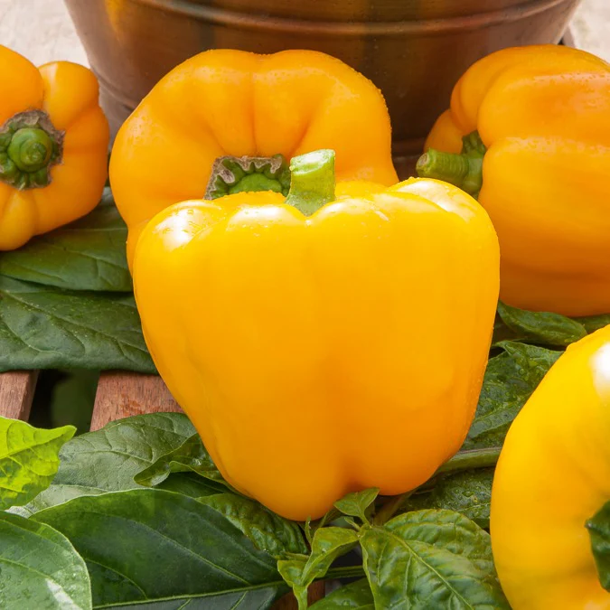 Paprika ‘California Wonder Yellow’ - Image 4