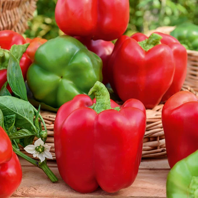 Paprika Capsicum 'California Wonder' - Image 3