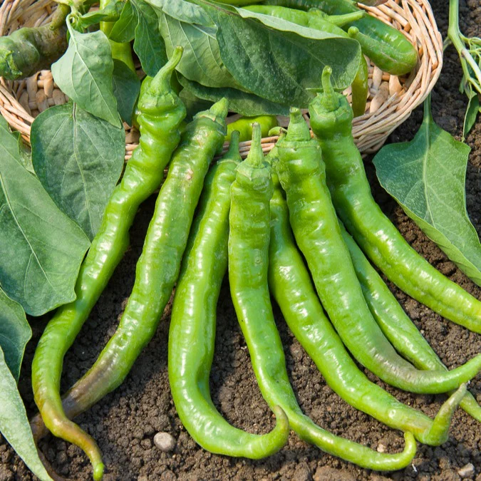 Paprika mild ‘Tres long des Landes’ - Image 2