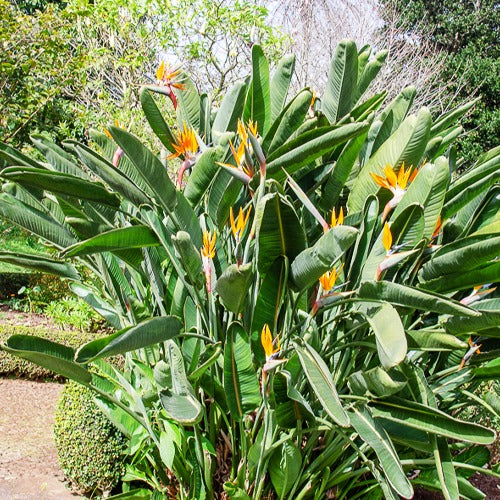 Paradiesvogelblume Strelitzia - Image 5