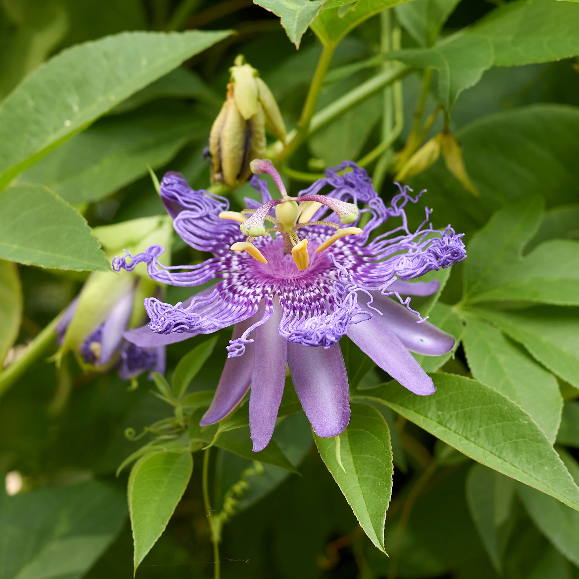 Passionsblume - Image 3