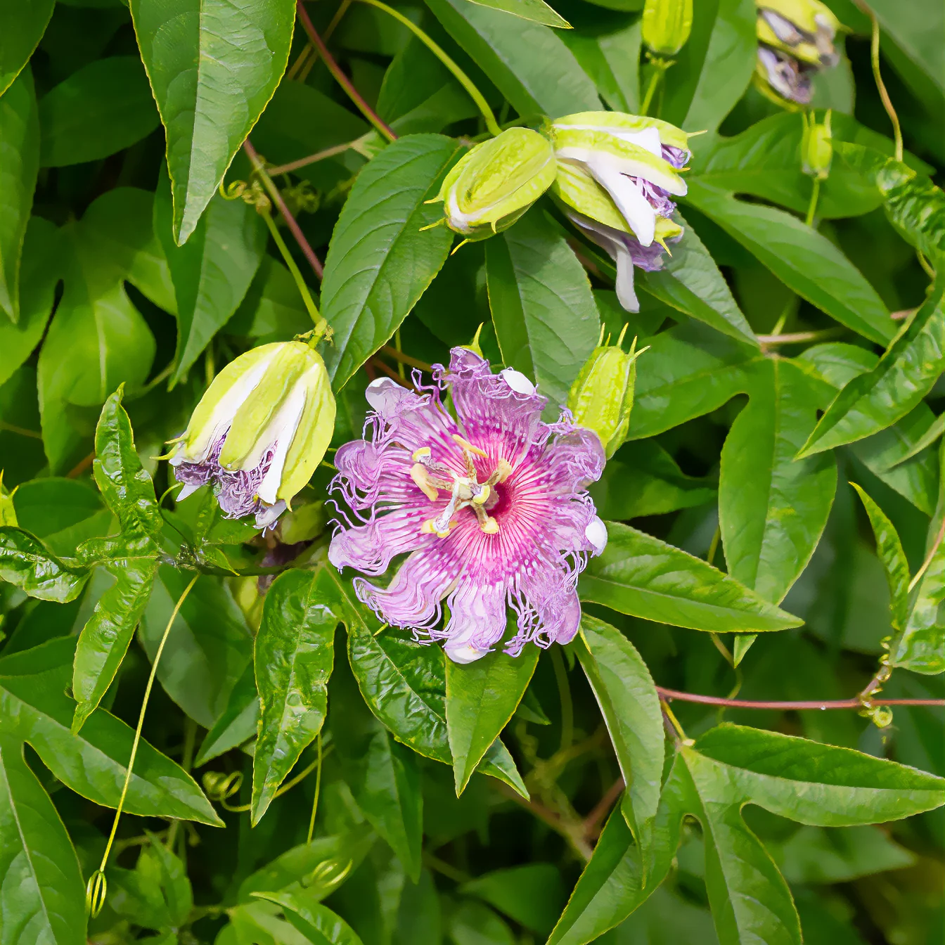Passionsblume - Image 4