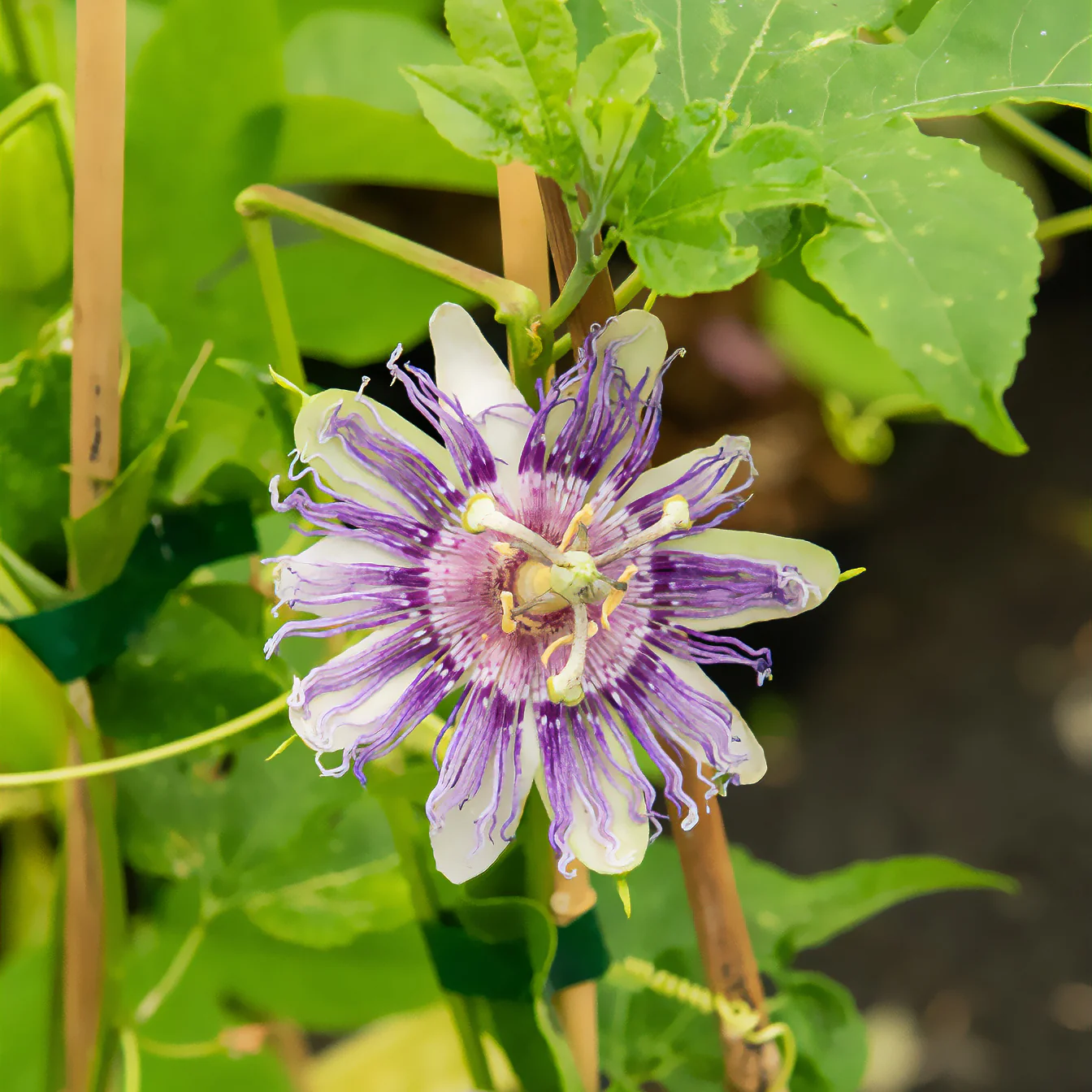 Passionsblume - Image 5