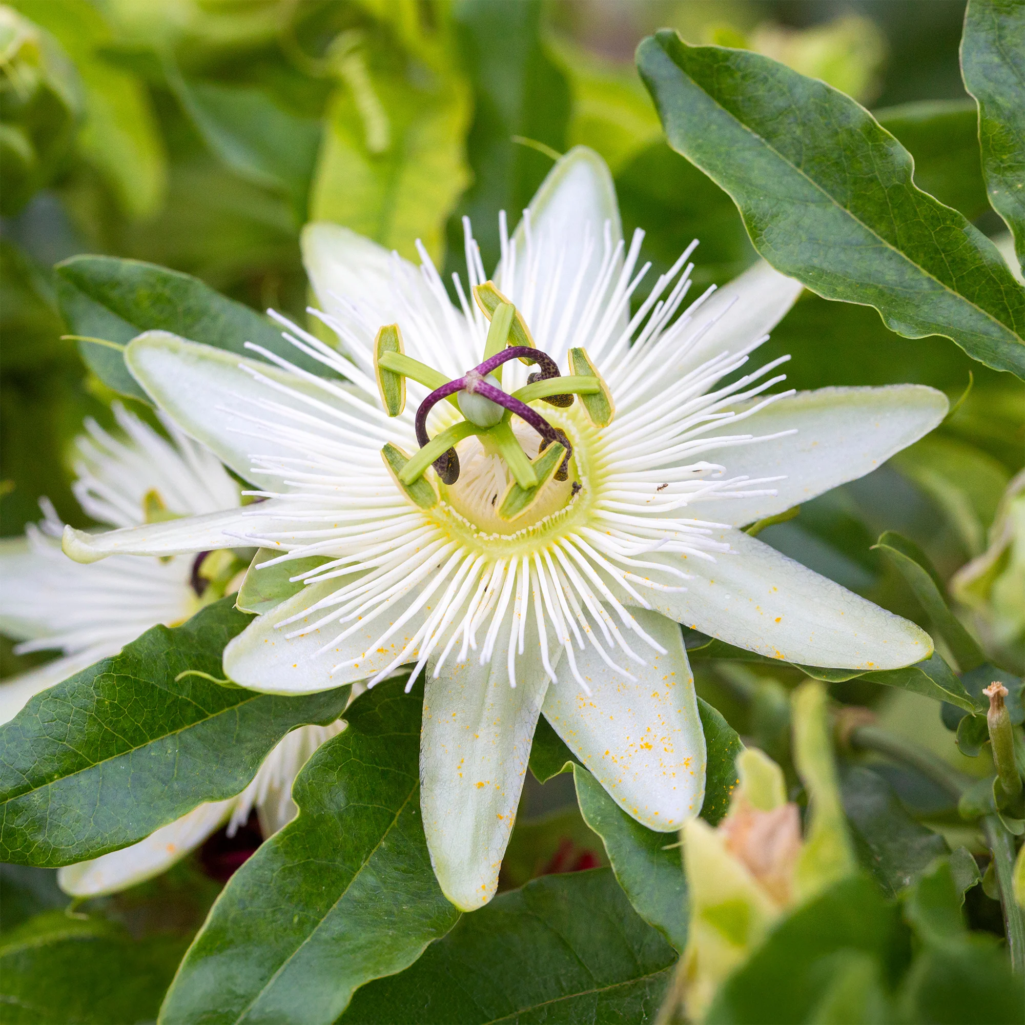 Passionsblume 'Constance Elliot' - Image 5