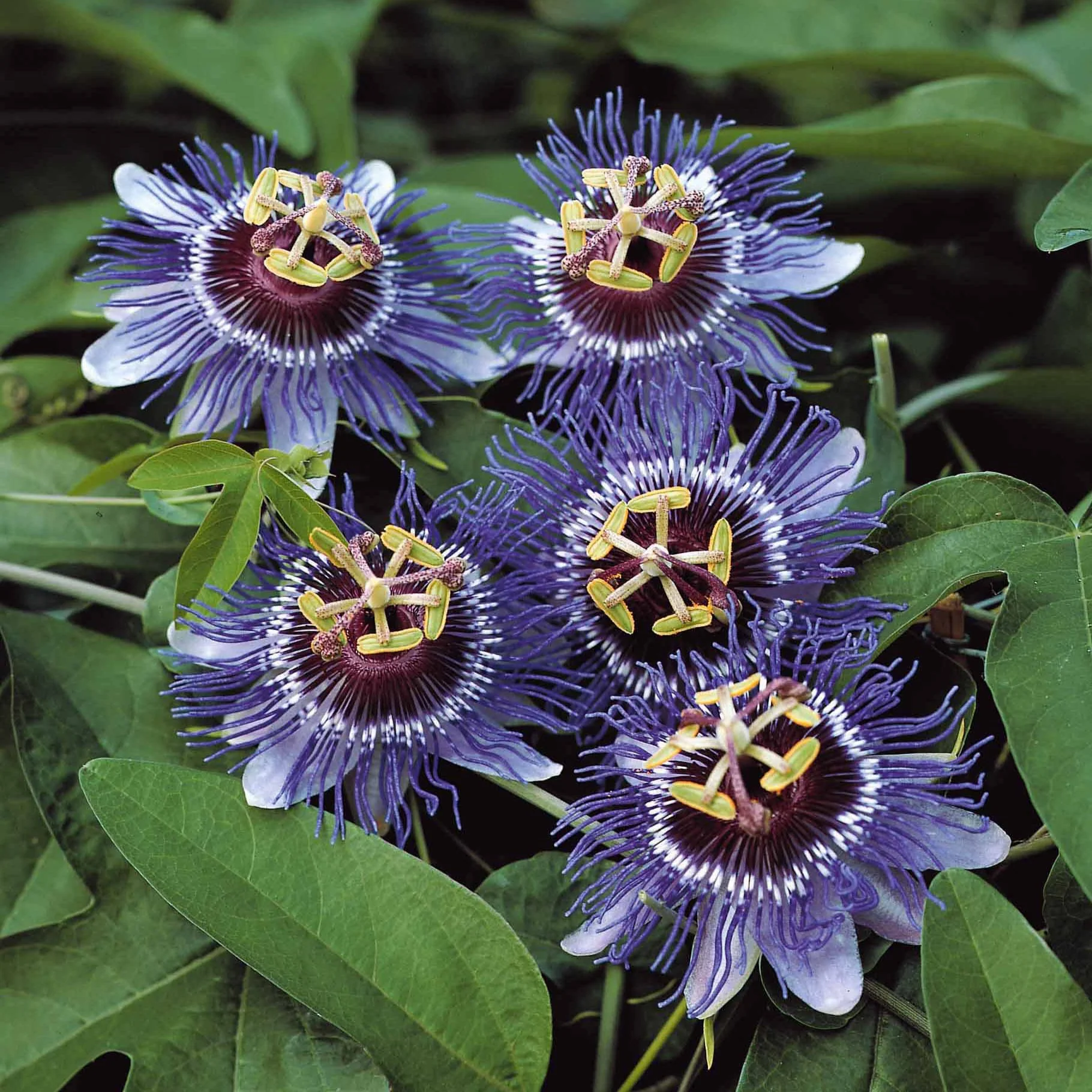 Passionsblume 'Purple Rain' - Image 4