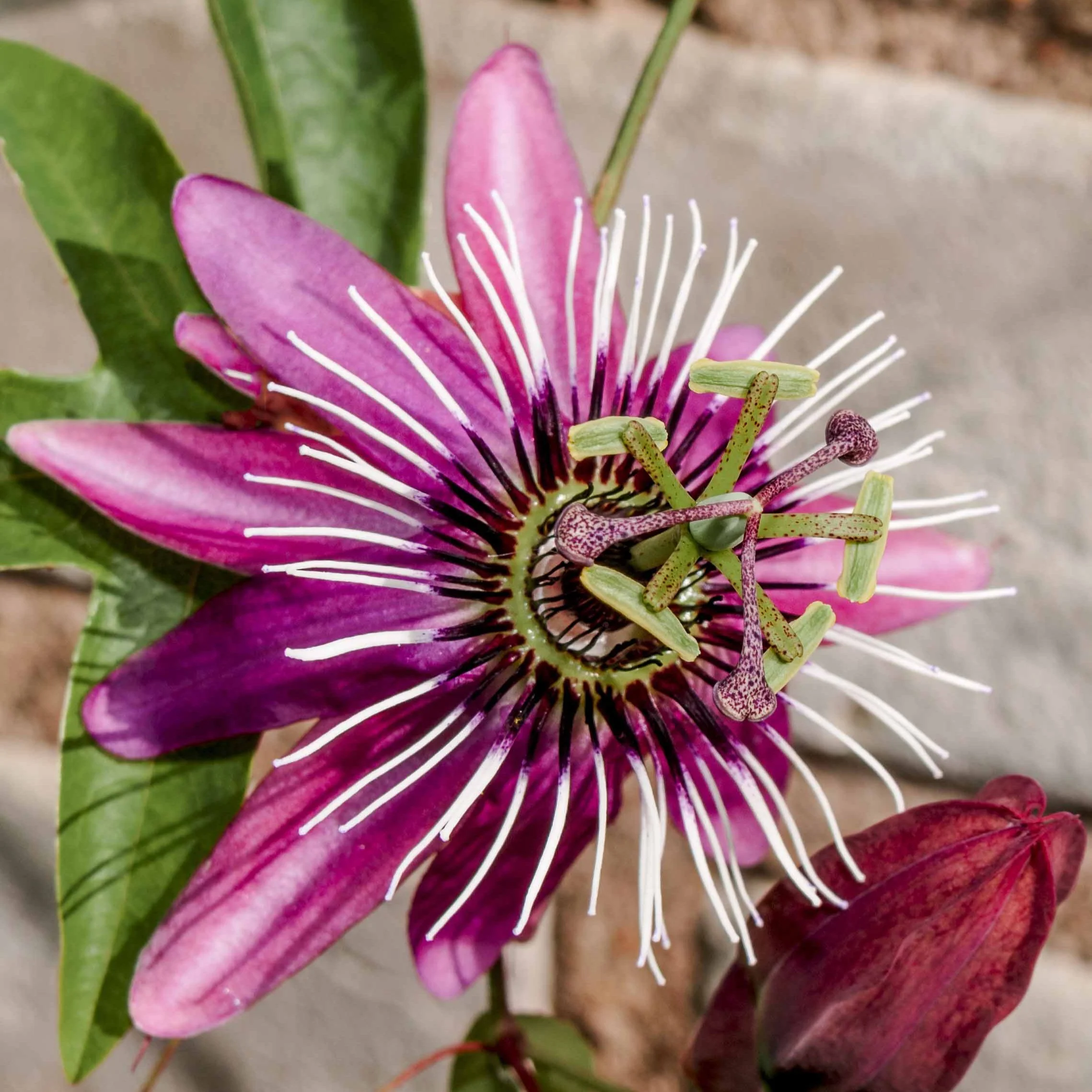 Passionsblume Victoria