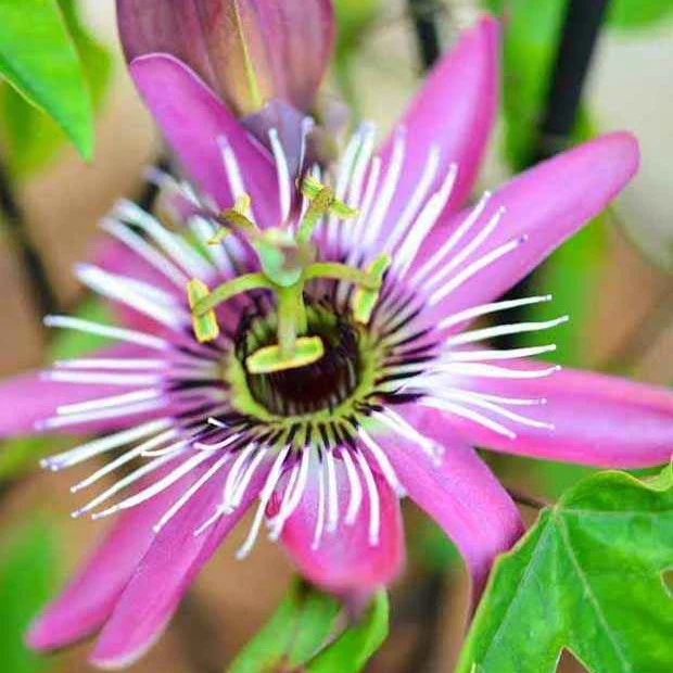 Passionsblume Victoria - Image 3