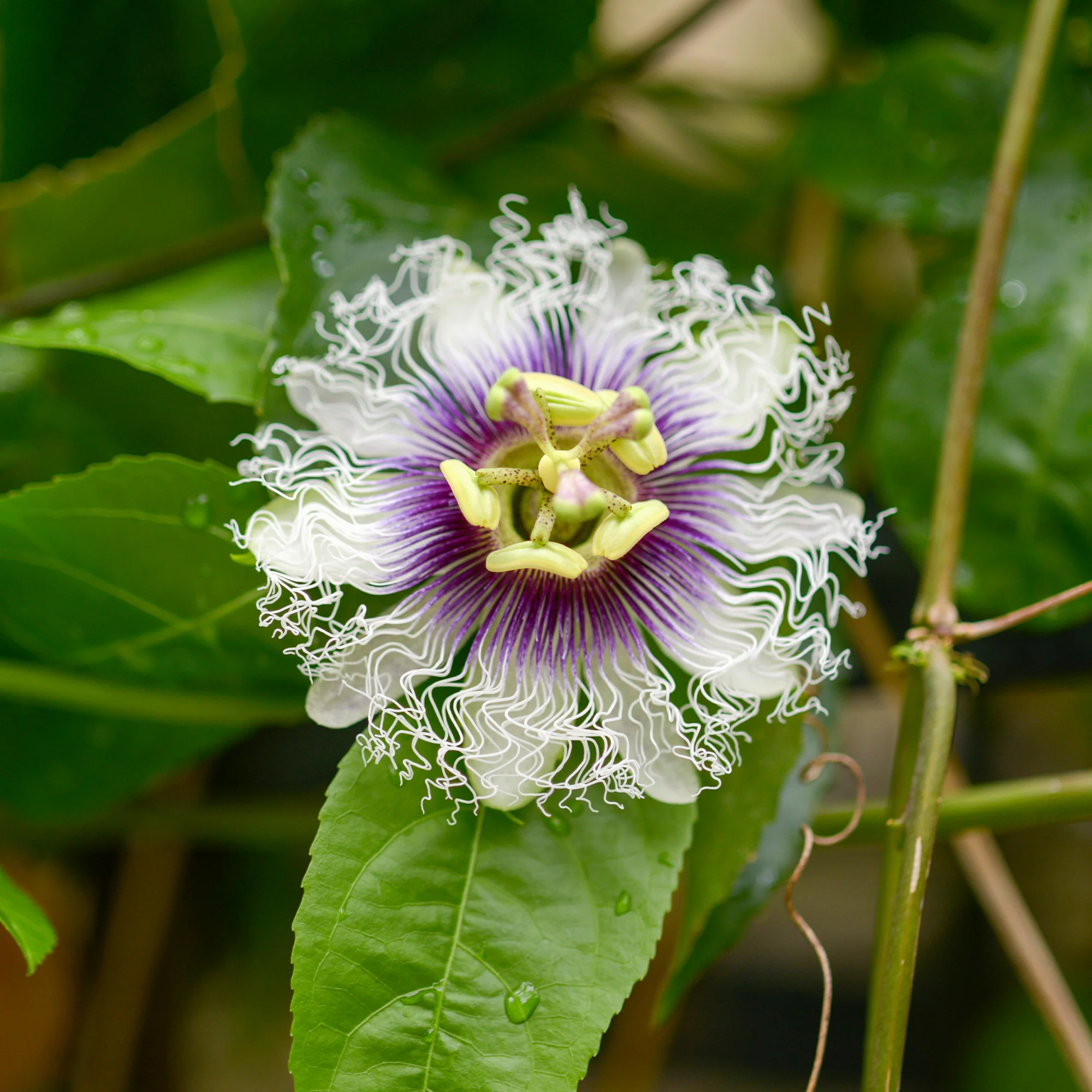Passionsfrucht (Grenadille) - Image 3