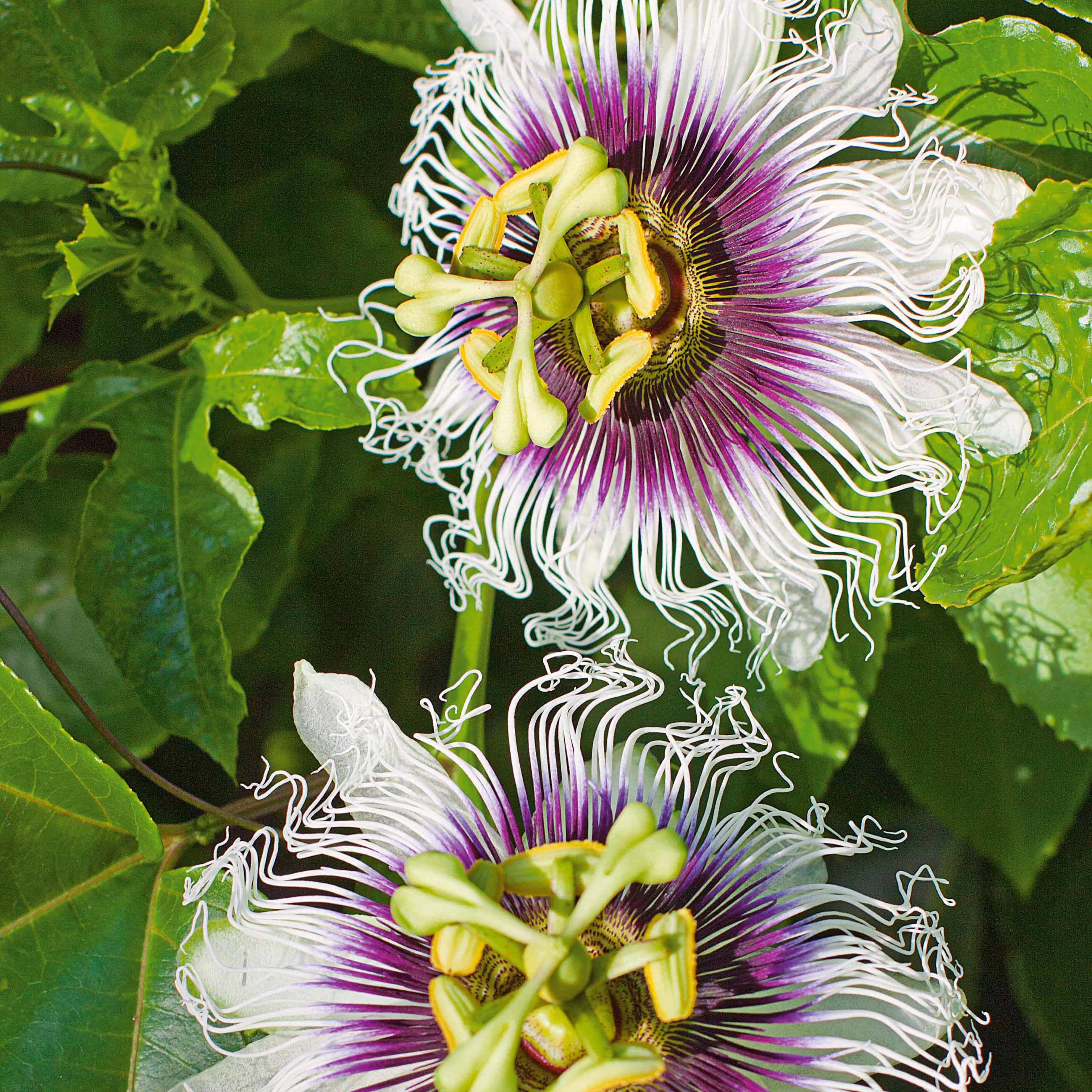 Passionsfrucht Frederick - Image 3