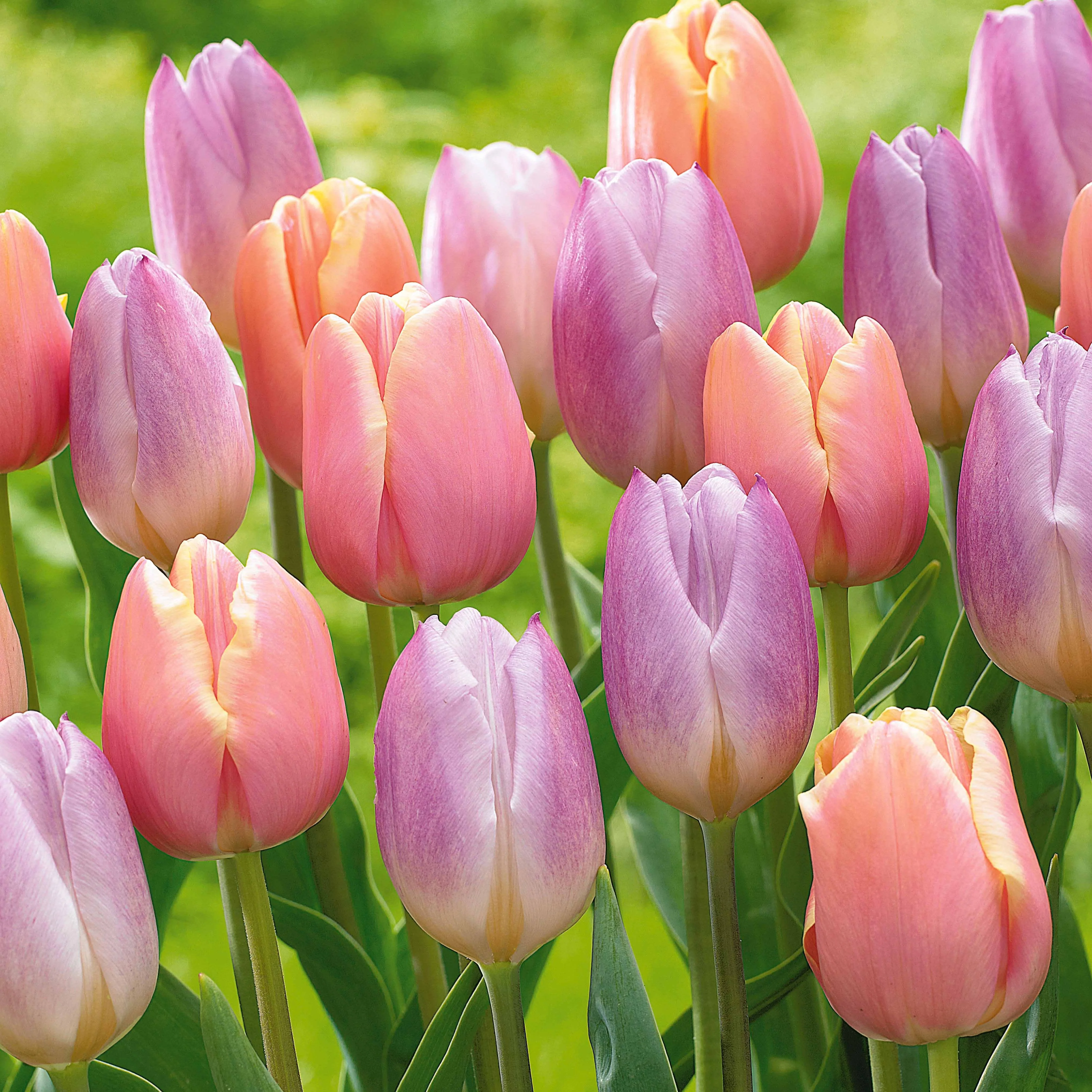 Pastel Tulpen (x20)
