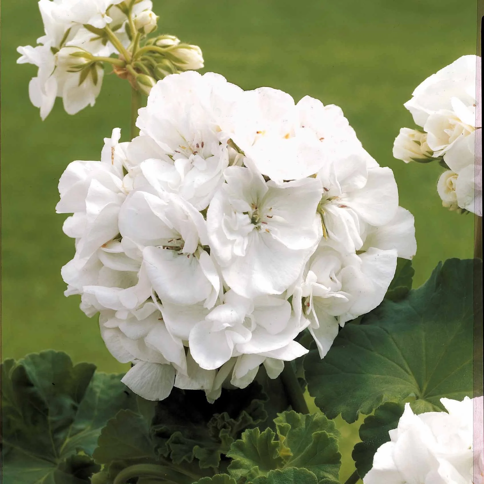 Pastell-Blumen Mischung (x3) - Image 4