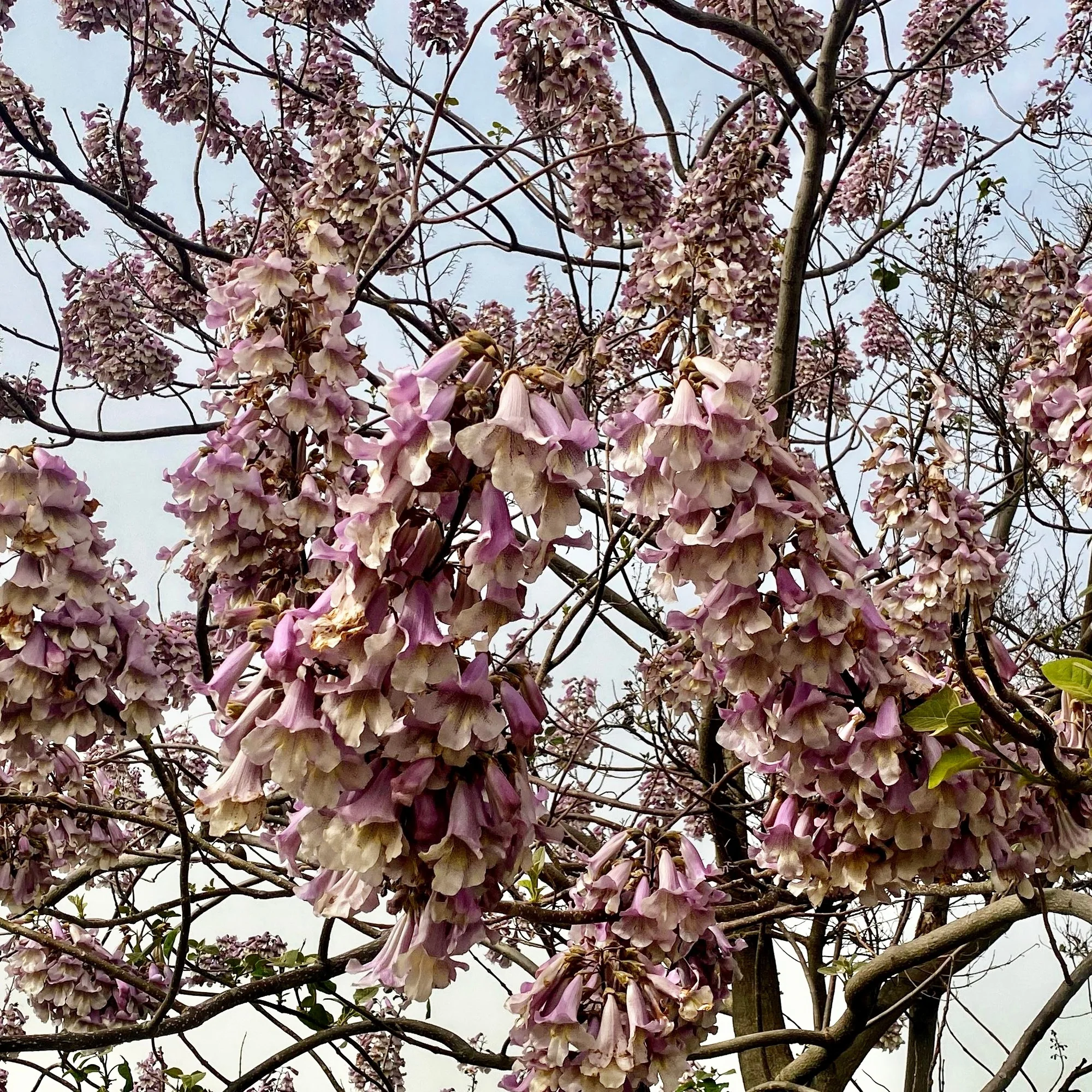 Blauglockenbaum