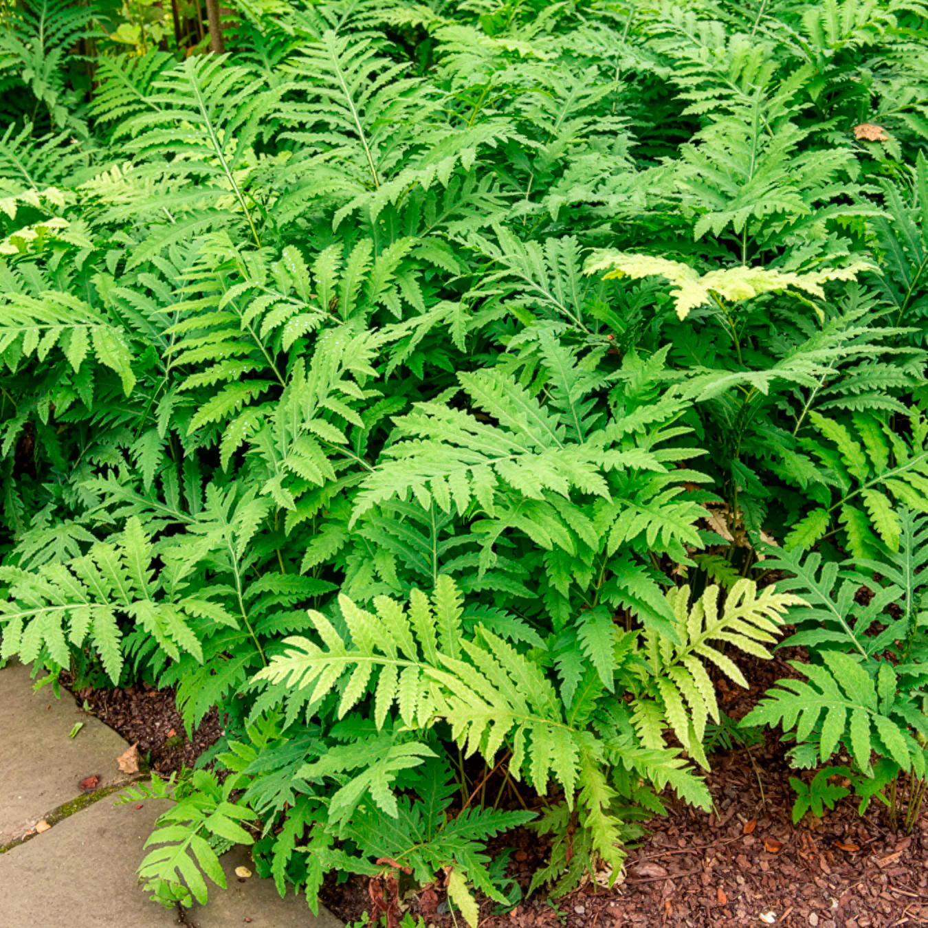 Perlfarn (Onoclea sensibilis)