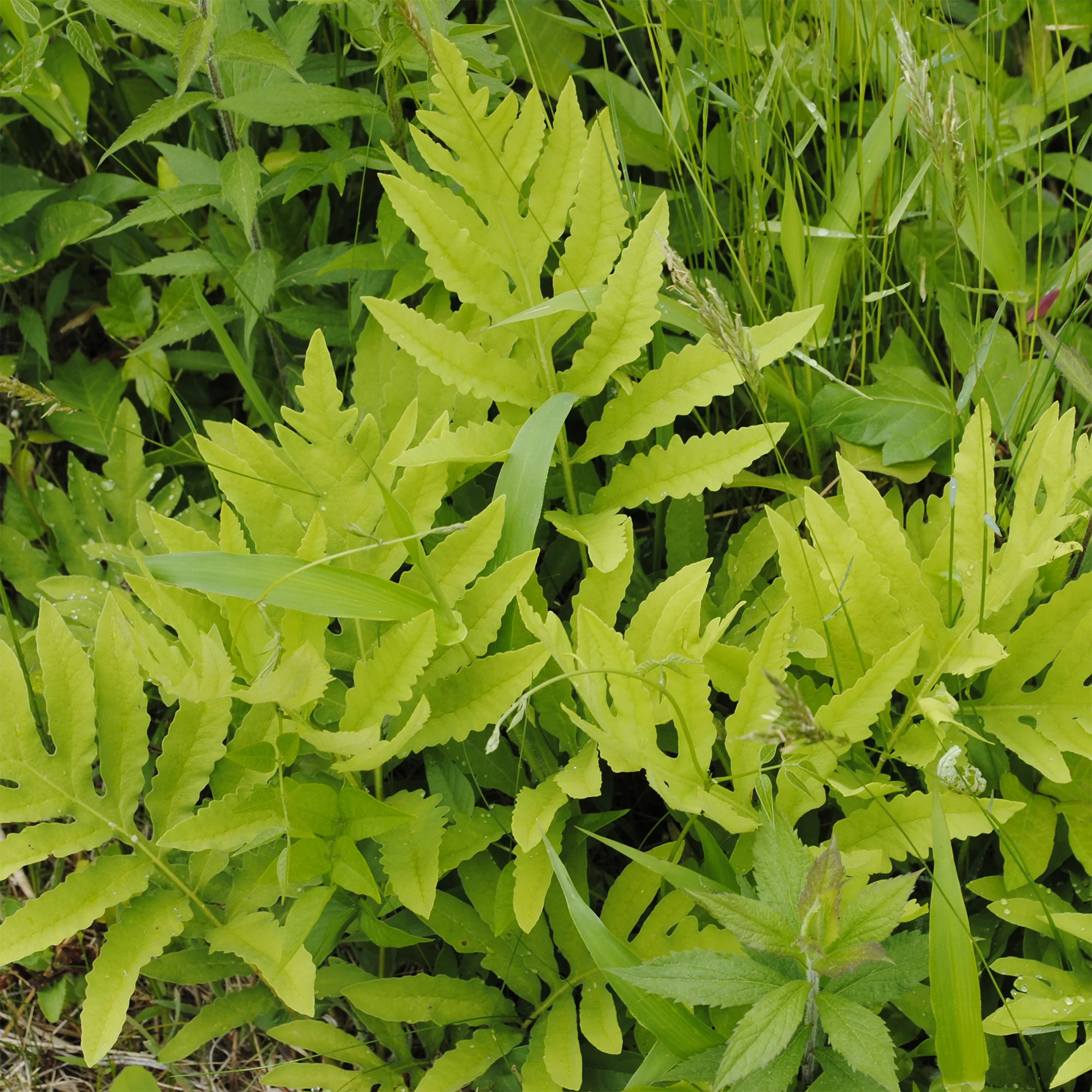 Perlfarn (Onoclea sensibilis) - Image 2