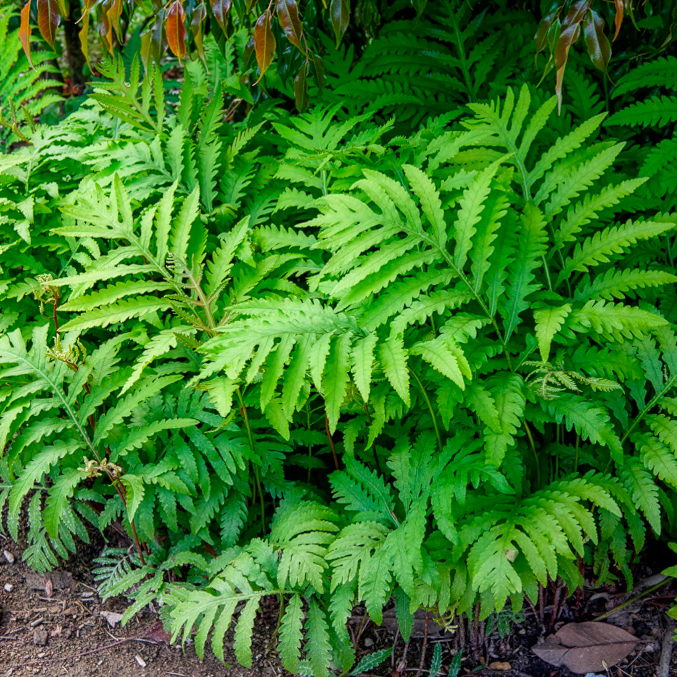 Perlfarn (Onoclea sensibilis) - Image 3