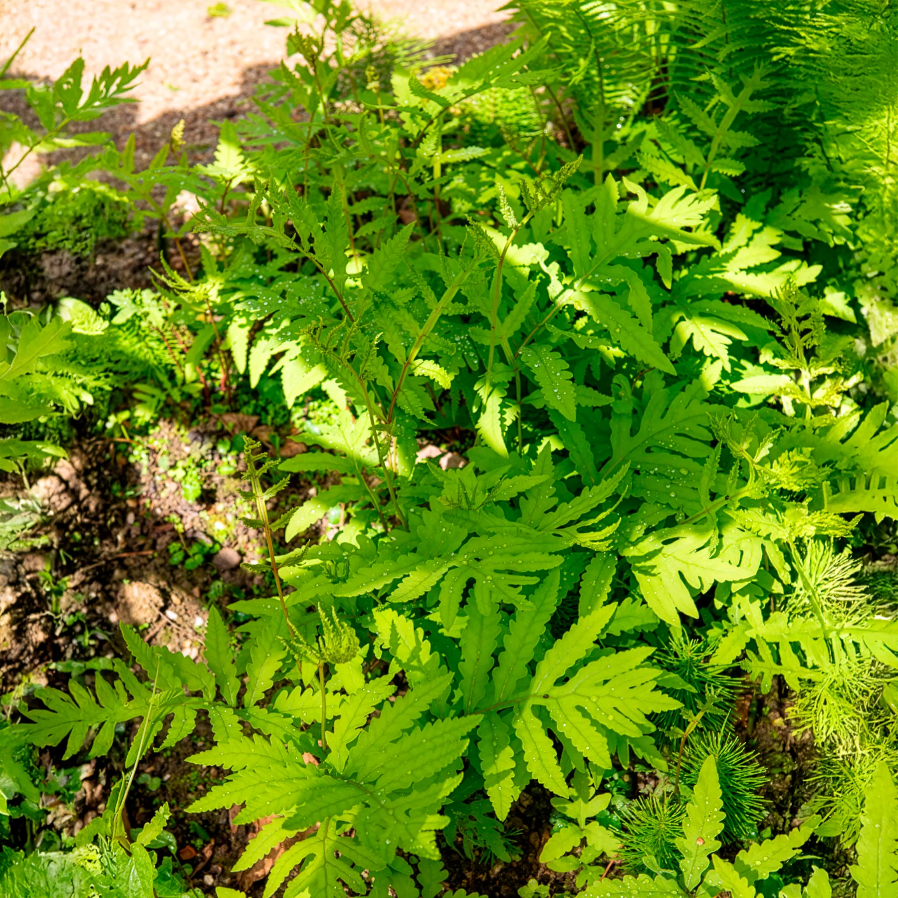 Perlfarn (Onoclea sensibilis) - Image 4