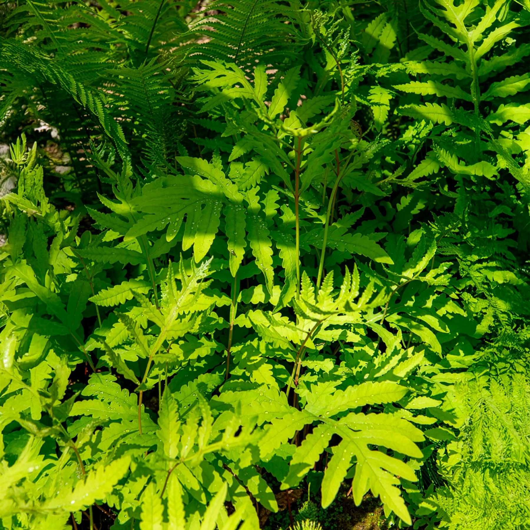 Perlfarn (Onoclea sensibilis) - Image 5