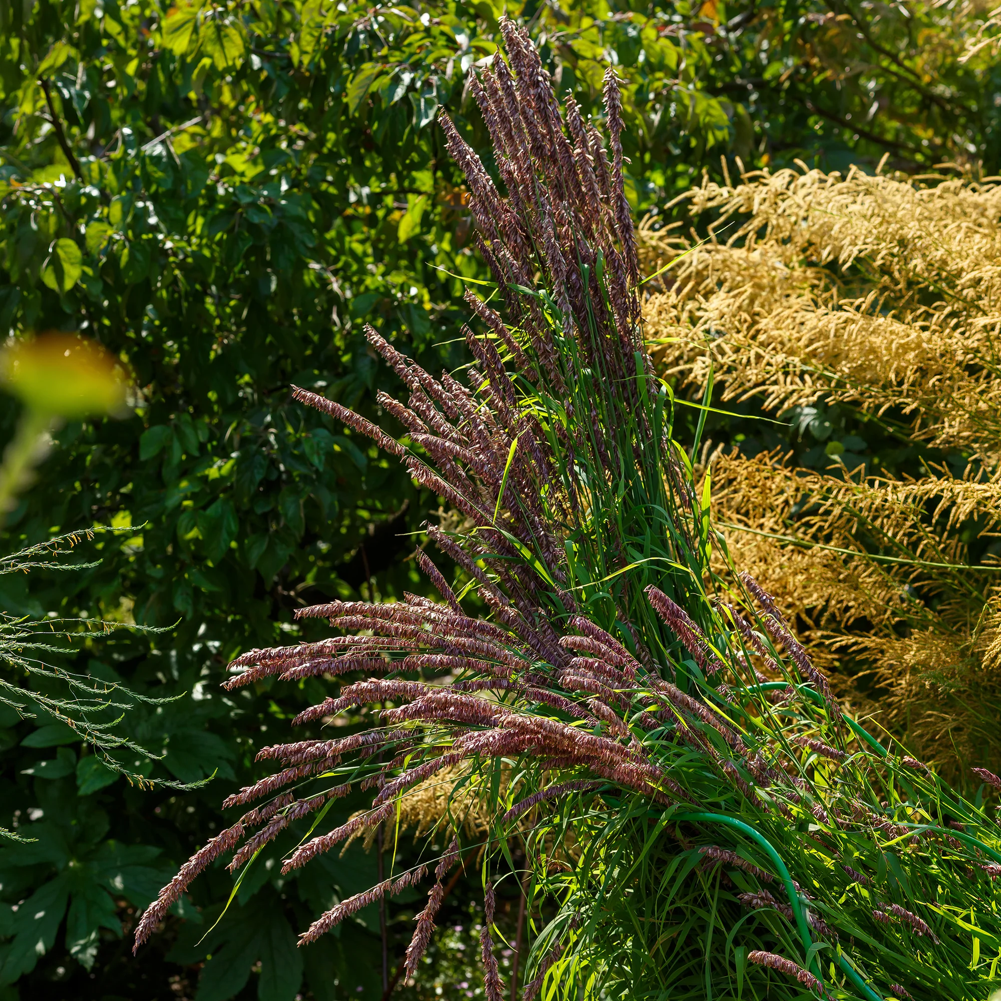Perlgras Atropurpurea - Image 2
