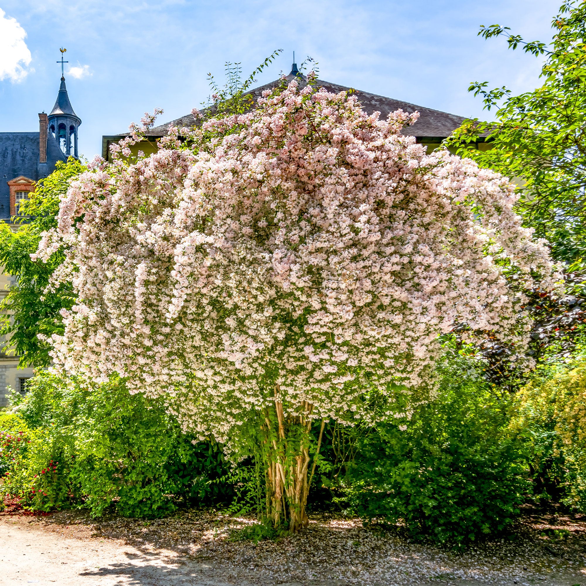 Perlmuttstrauch - Image 2