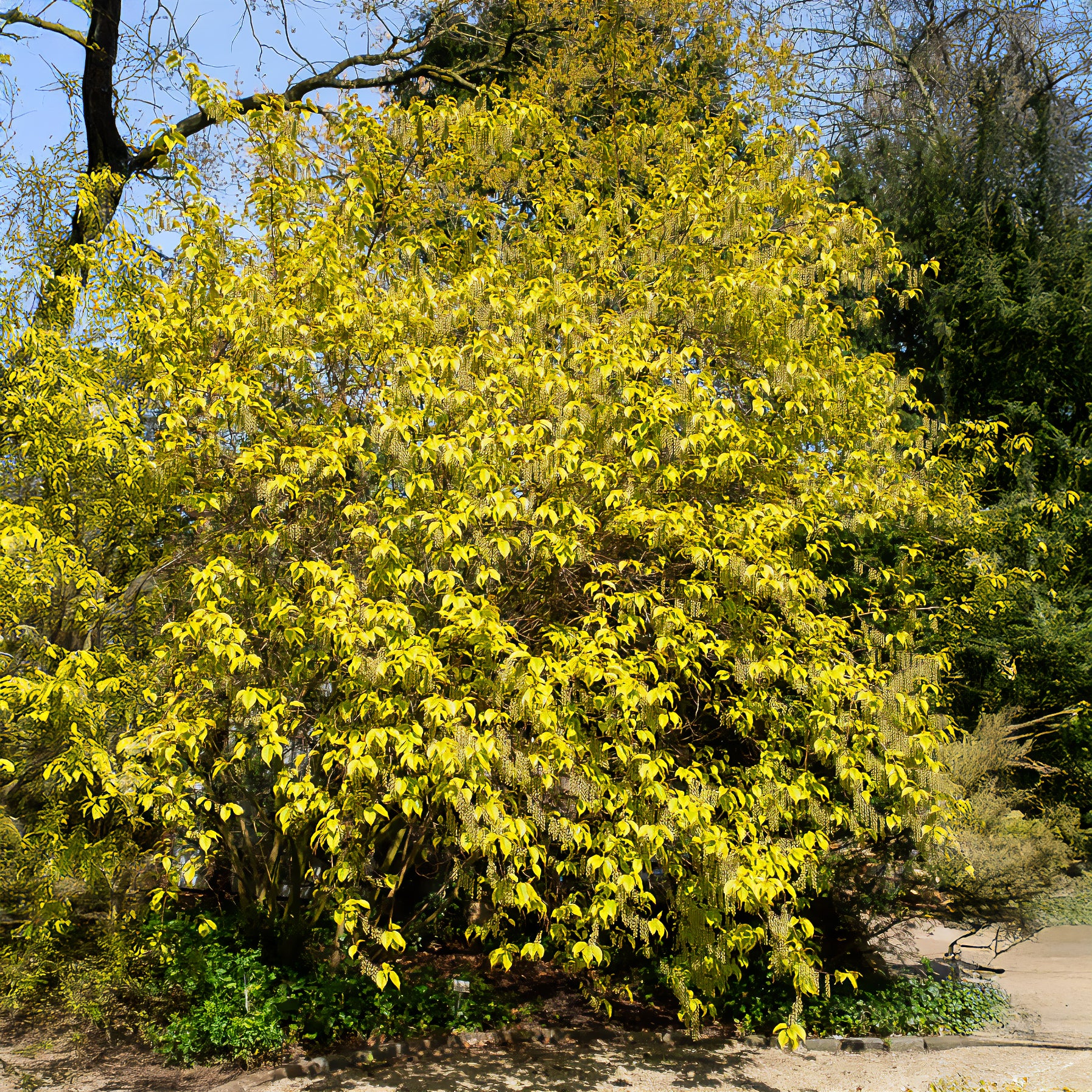 Perlschweif - Image 2