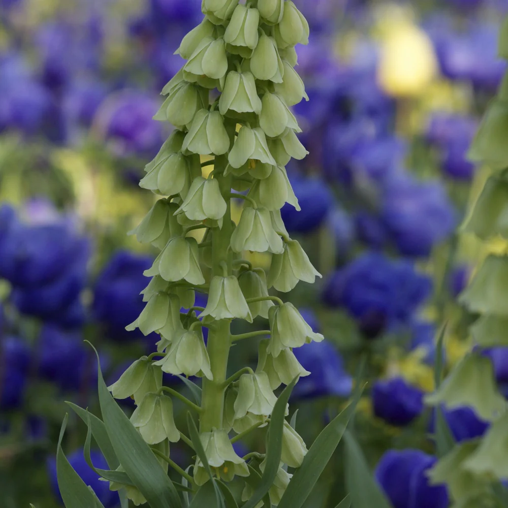 Persische Kaiserkrone 'Ivory Bells'