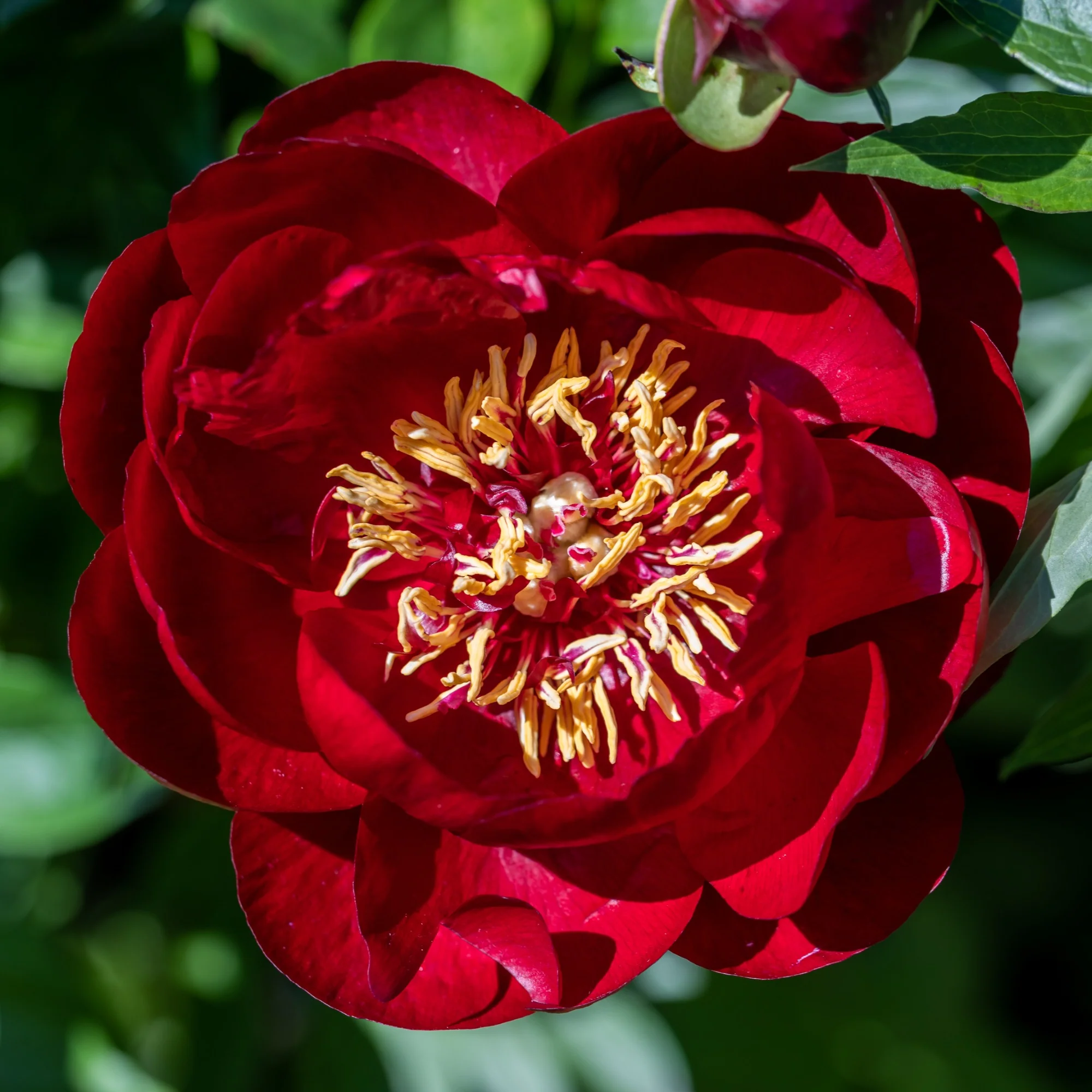 Pfingstrose 'Bella' - Image 2