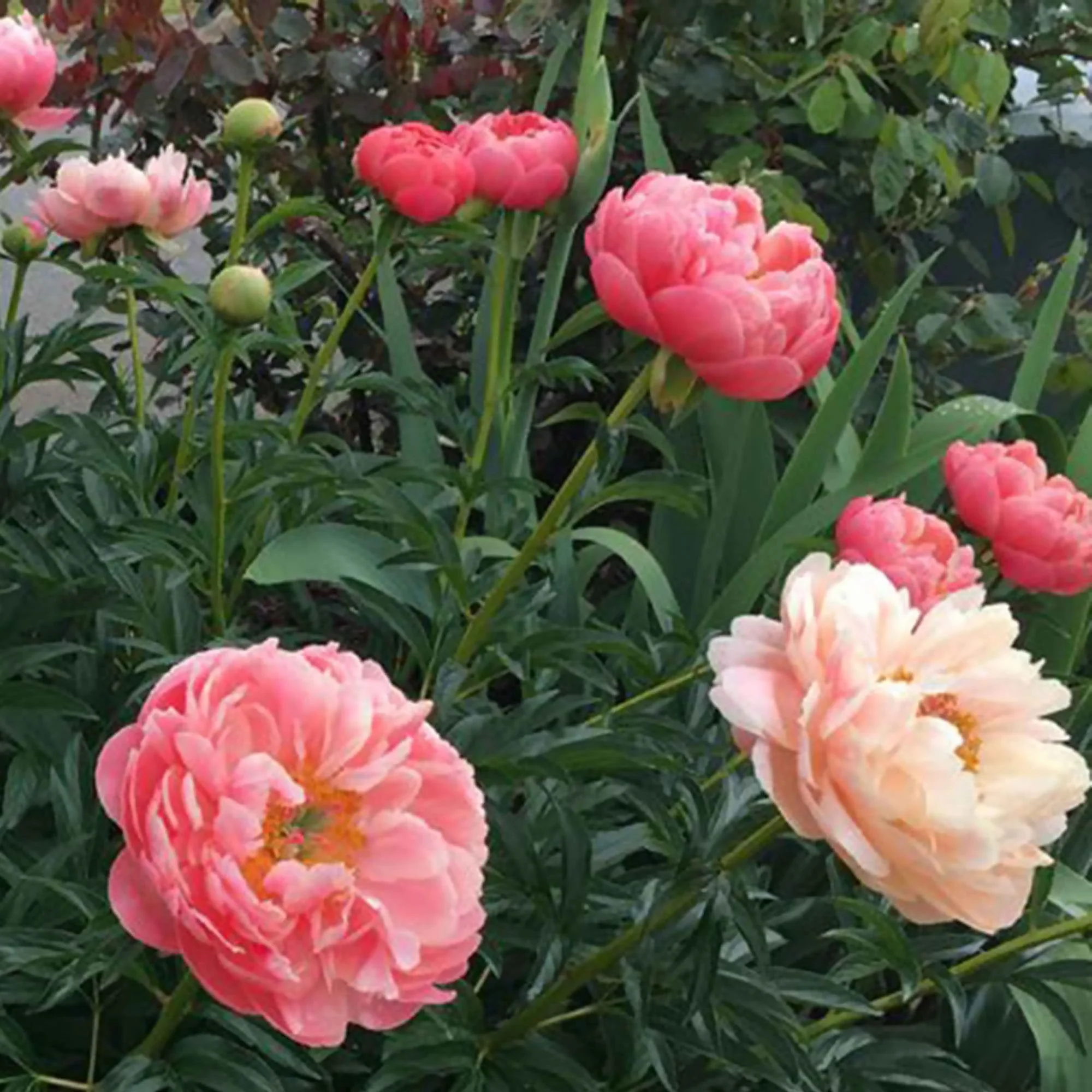 Pfingstrose Paeonia 'Coral Sunset' - Image 3