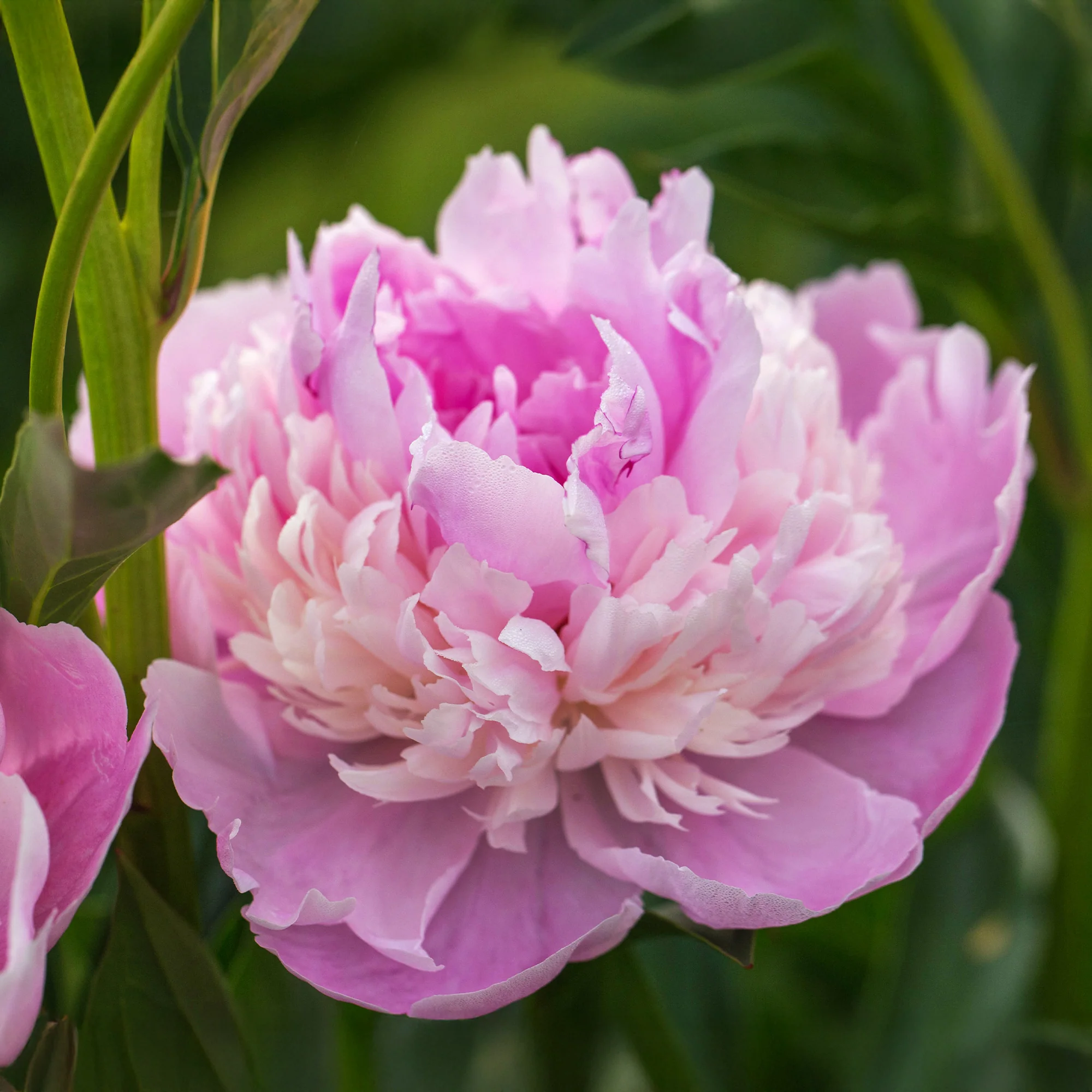 Pfingstrose Paeonia 'Sorbet' - Image 4