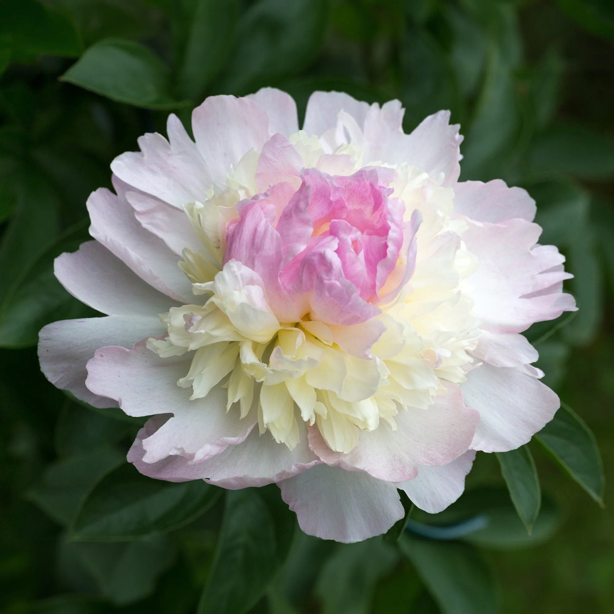 Pfingstrose Raspberry Sundae - Image 2
