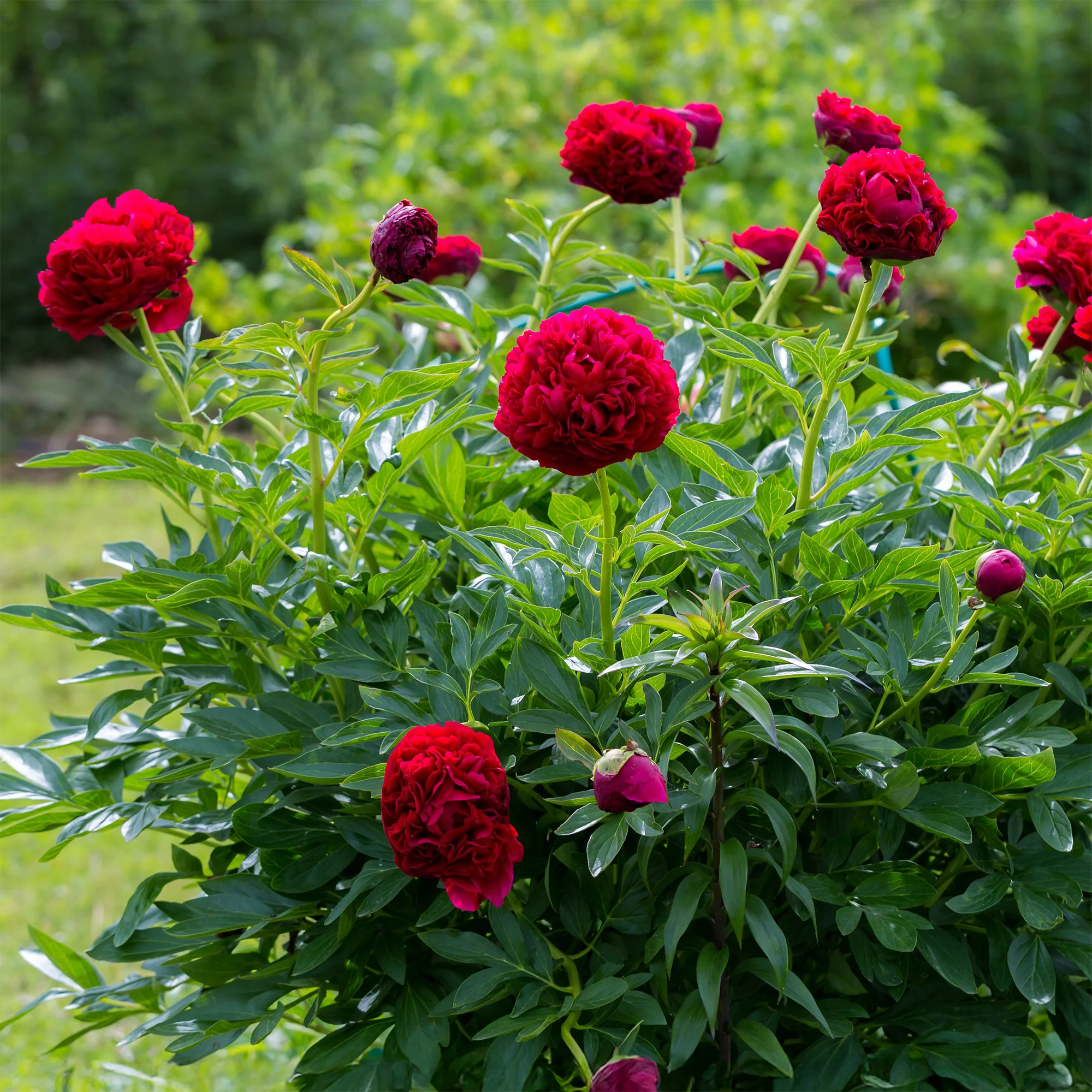 Pfingstrose Red Charm - Image 4