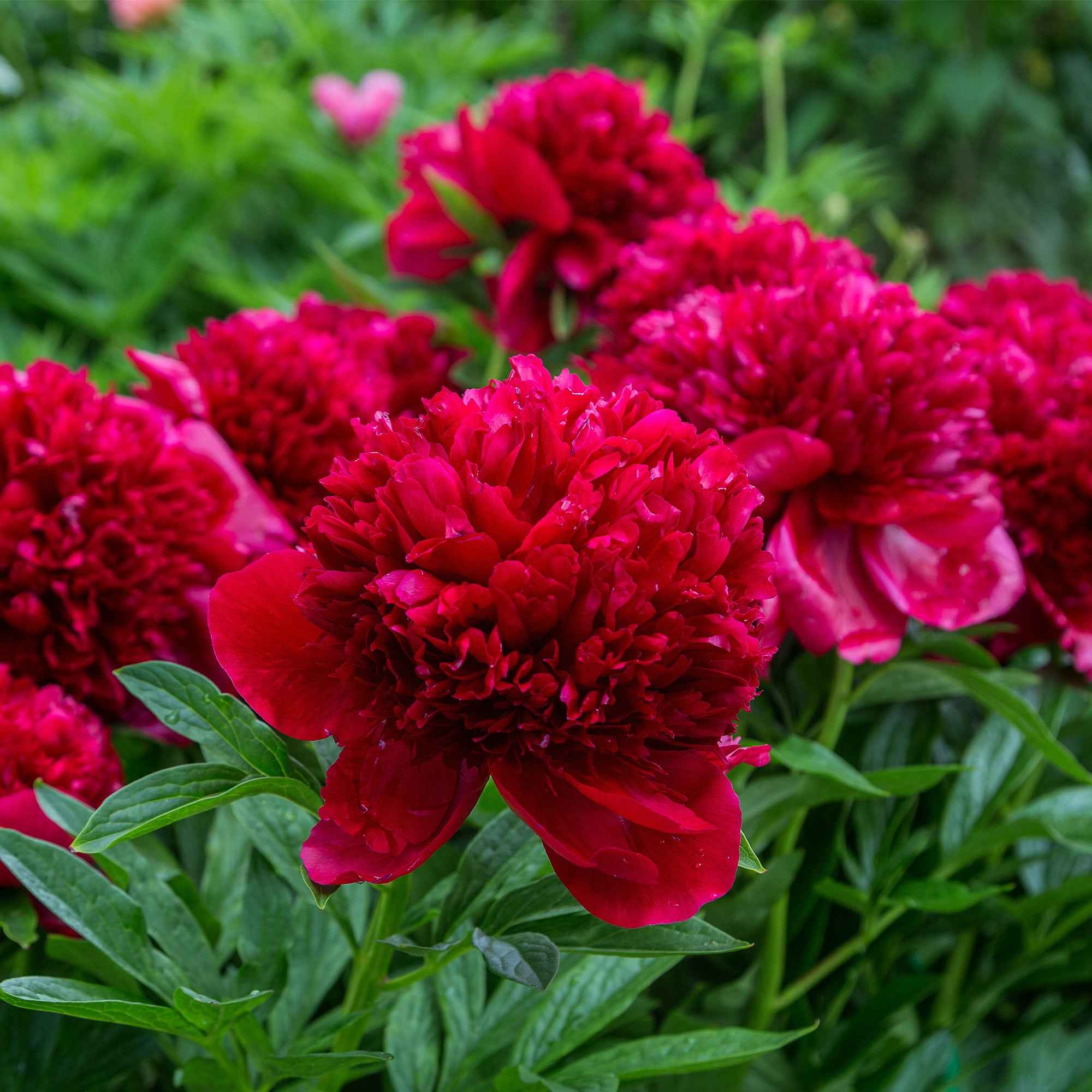 Pfingstrosen-Kollektion 'Immaculée', 'Sorbet', 'Red Charm' - Image 4