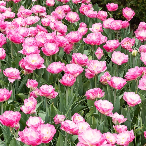 Pfingstrosen-Tulpen rosa Pompon (x10) - Image 2