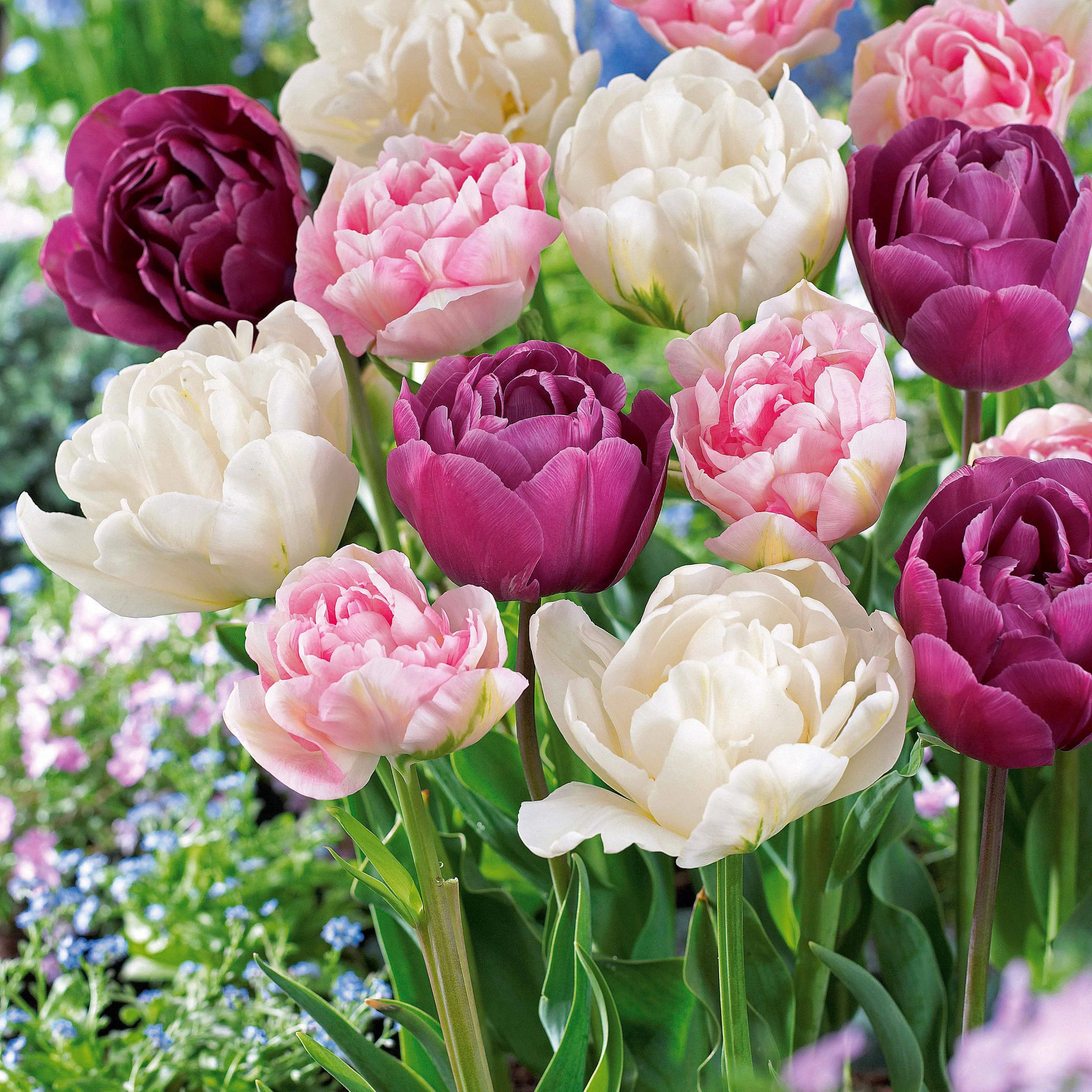 Pfingstrosenblütige Tulpen – Kollektion