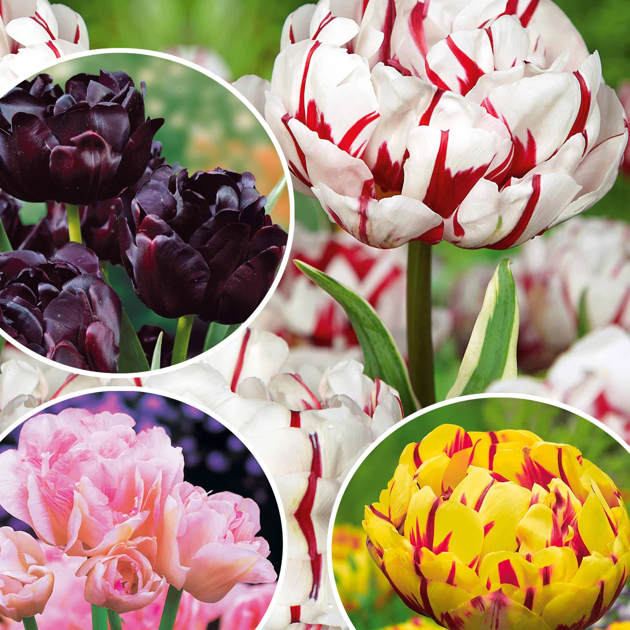 Pfingstrosenblütige Tulpen – Kollektion - Image 2