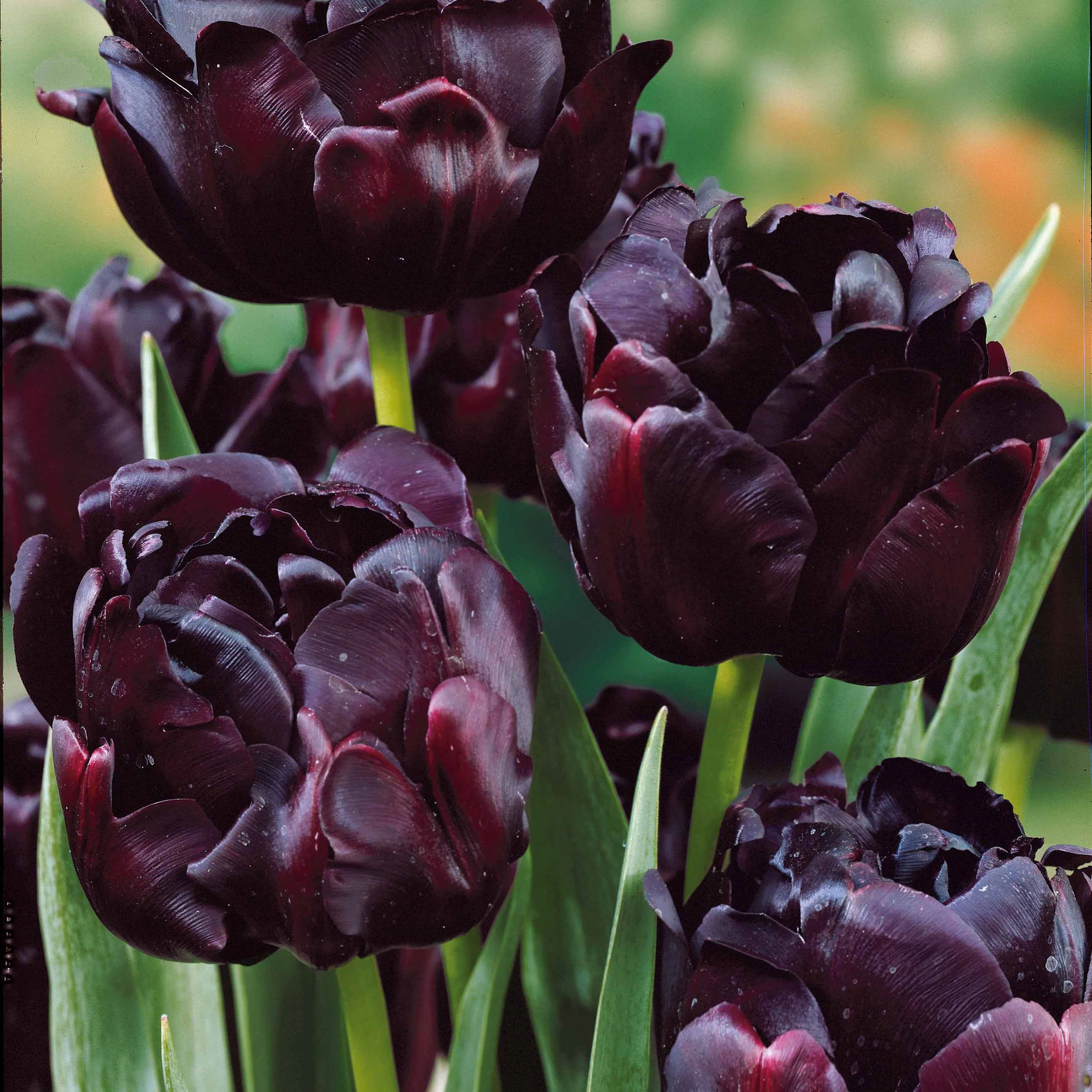 Pfingstrosenblütige Tulpen – Kollektion - Image 4